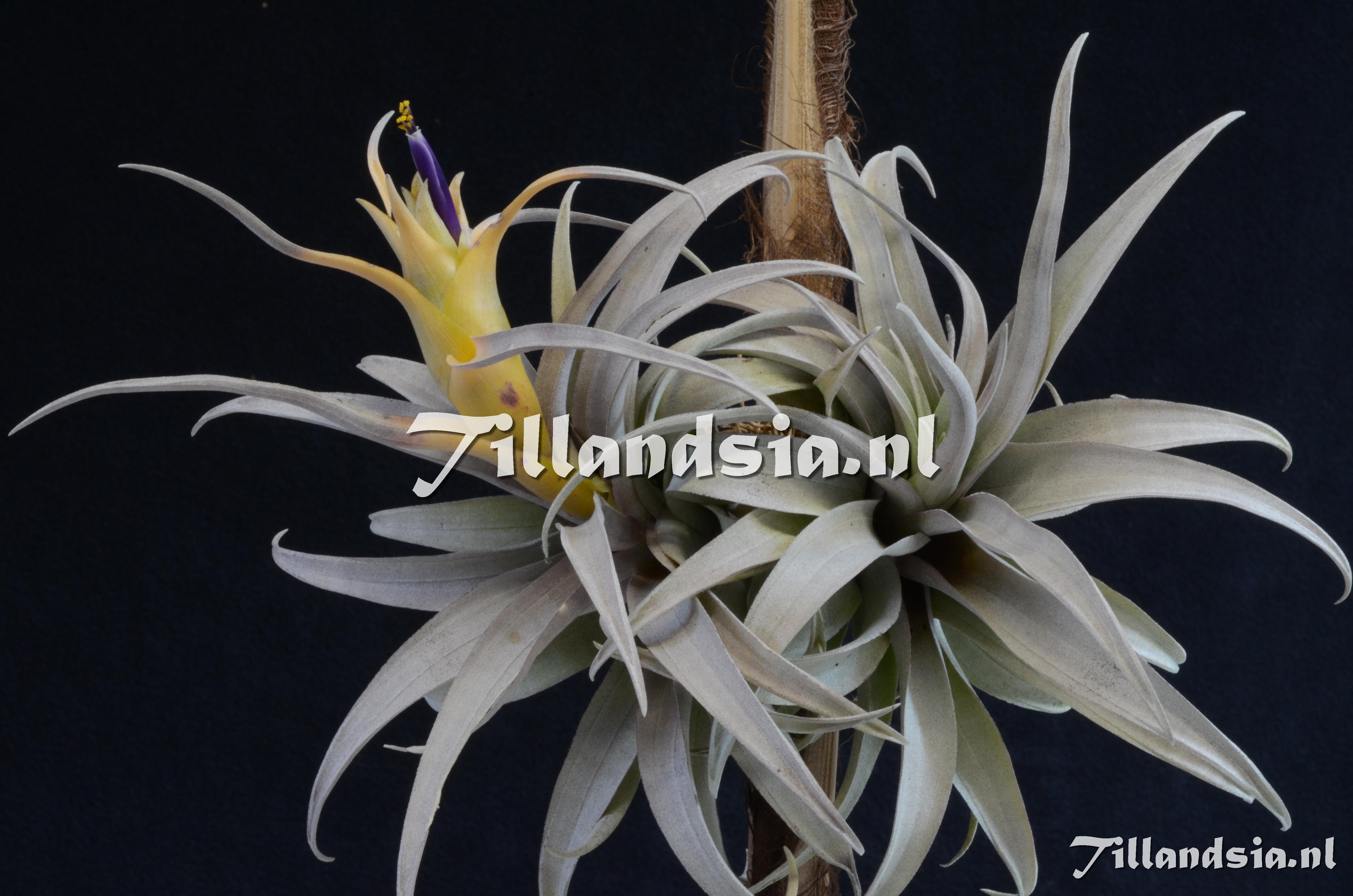 1678 Tillandsia capitata yellow