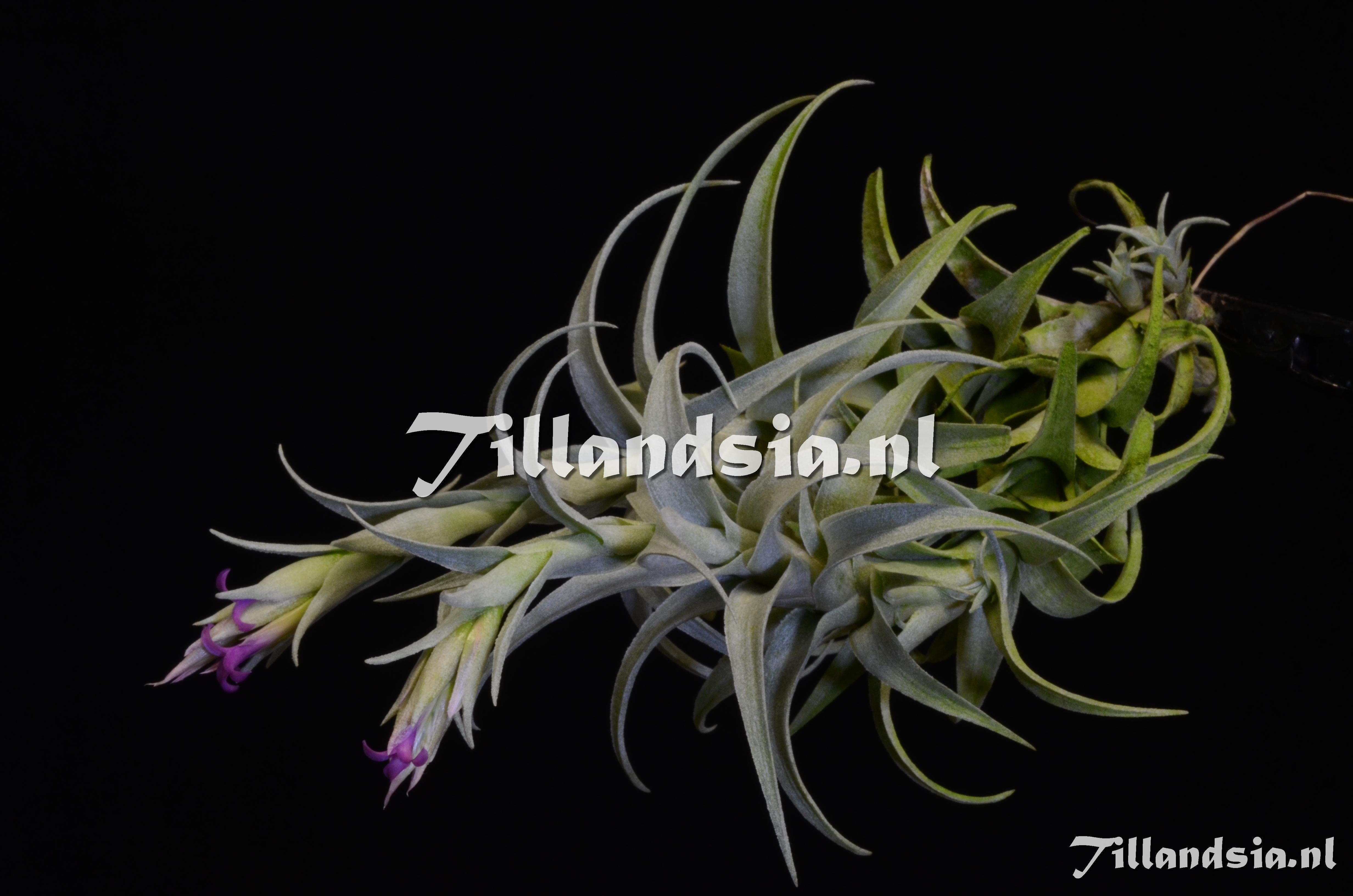 1692 Tillandsia cf. nana