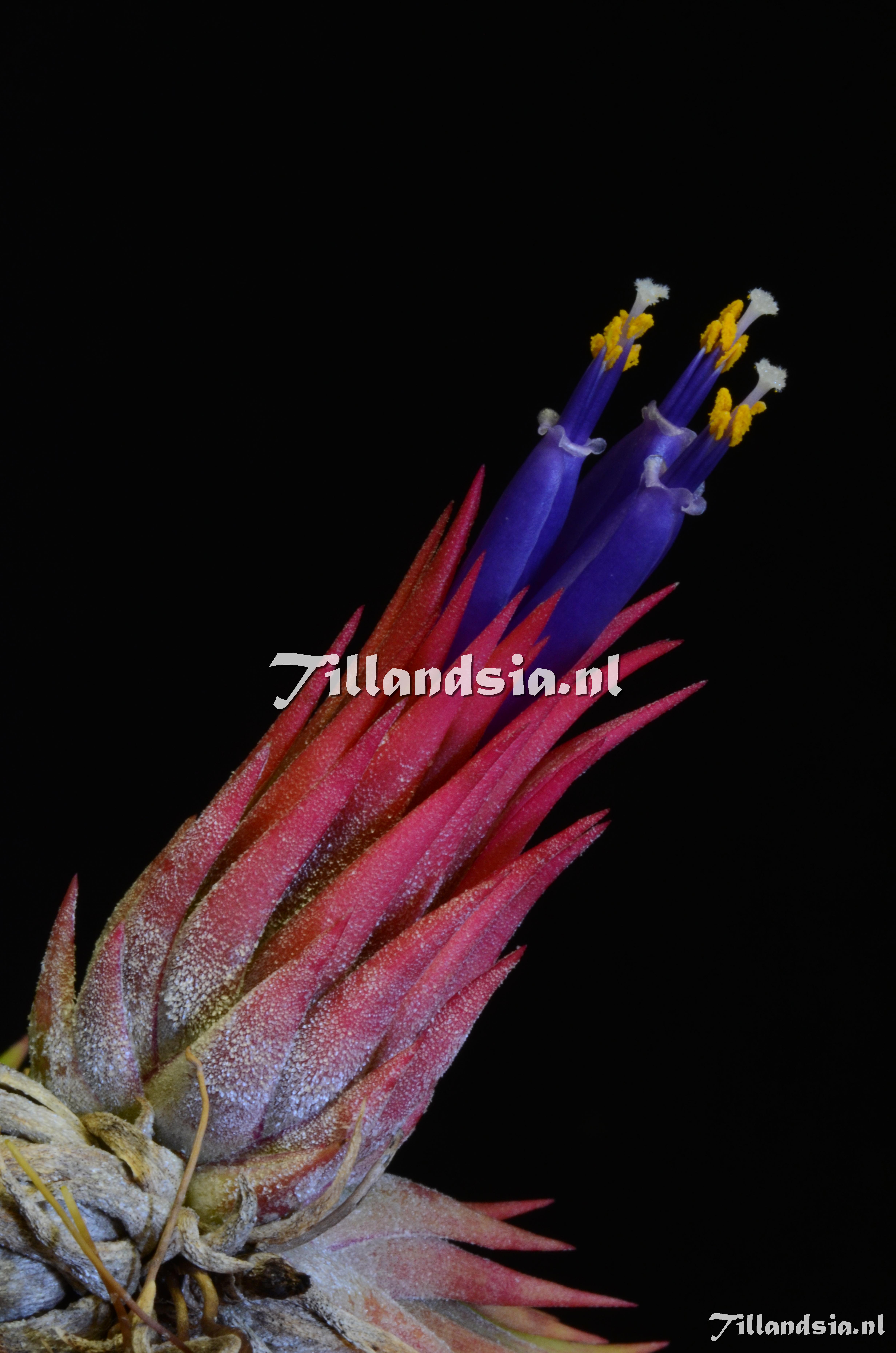 1697 Tillandsia ionantha hazelnoot