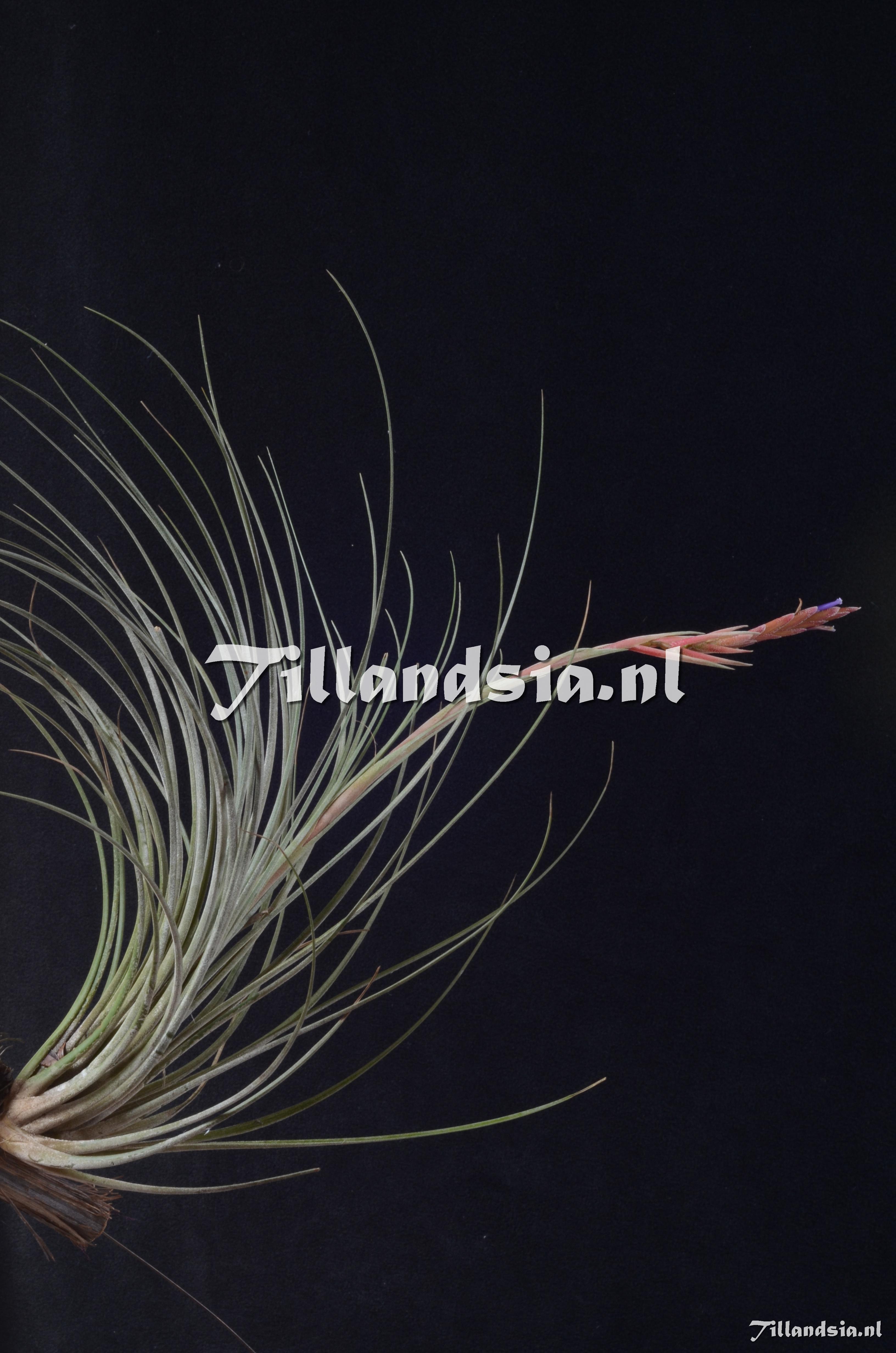 17 Tillandsia hammeri