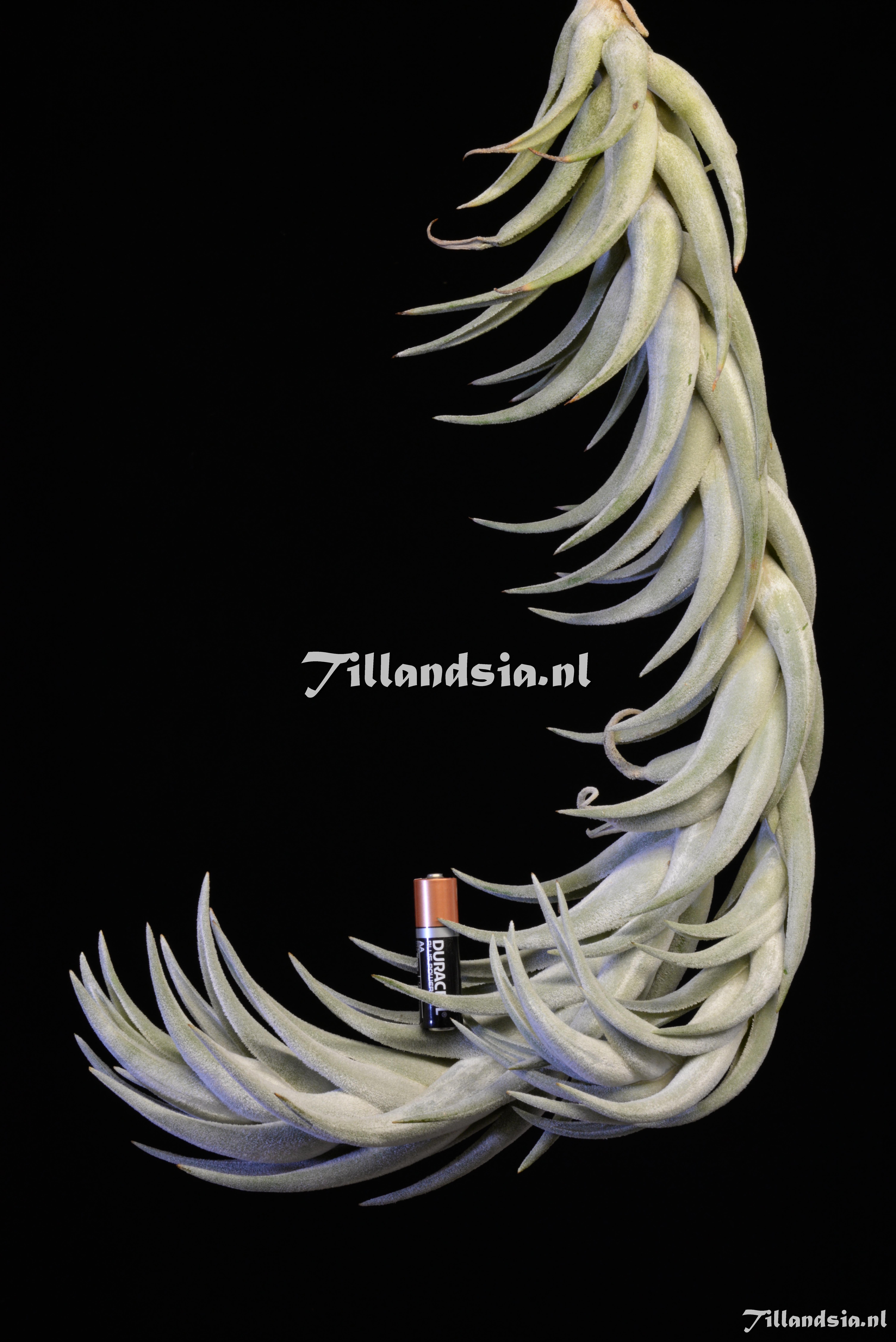 1765 Tillandsia mitlaensis