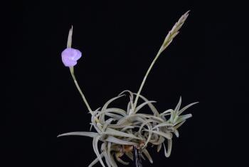 1797 Tillandsia paleacea subsp. apurimacensis
