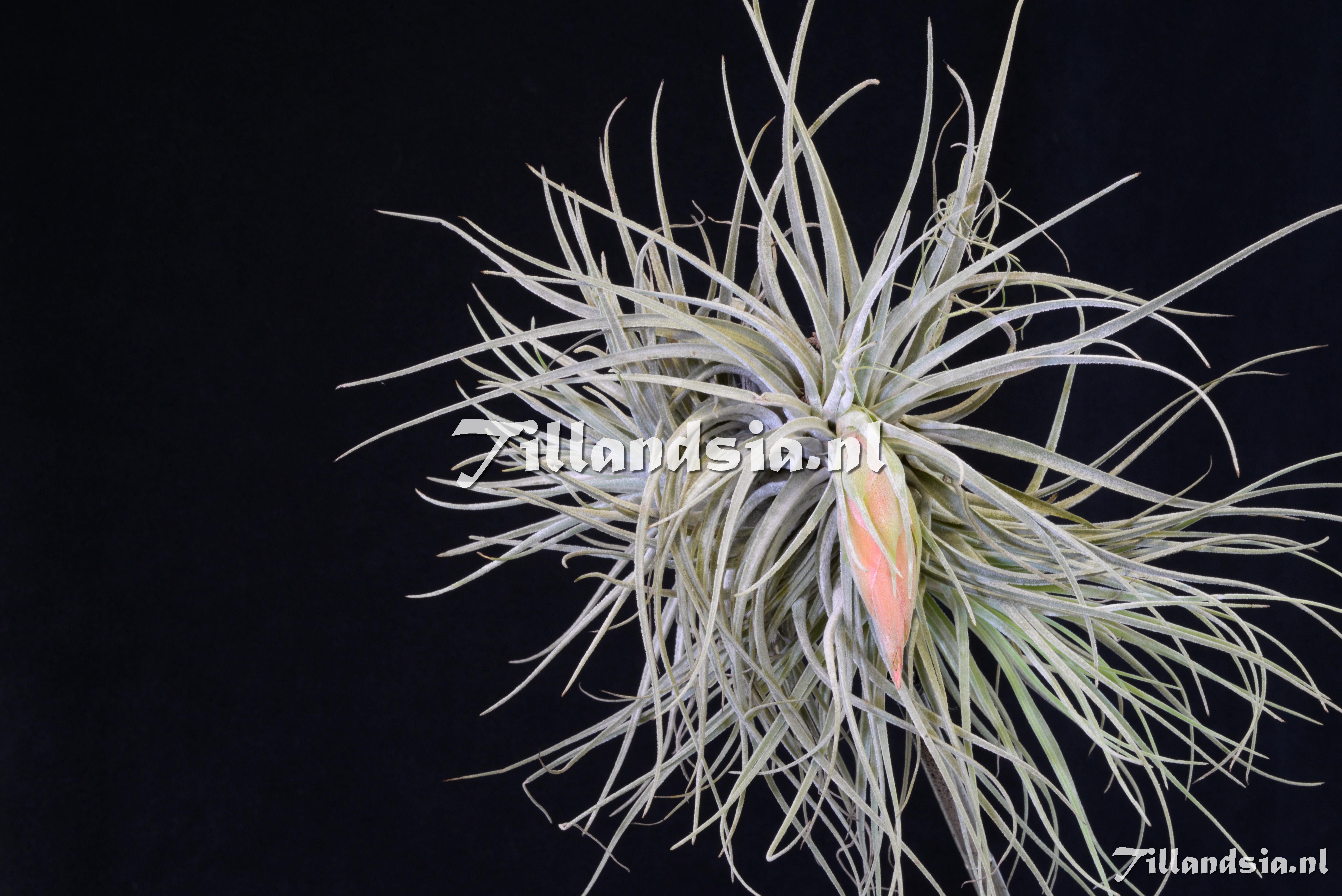 1820 Tillandsia matudae