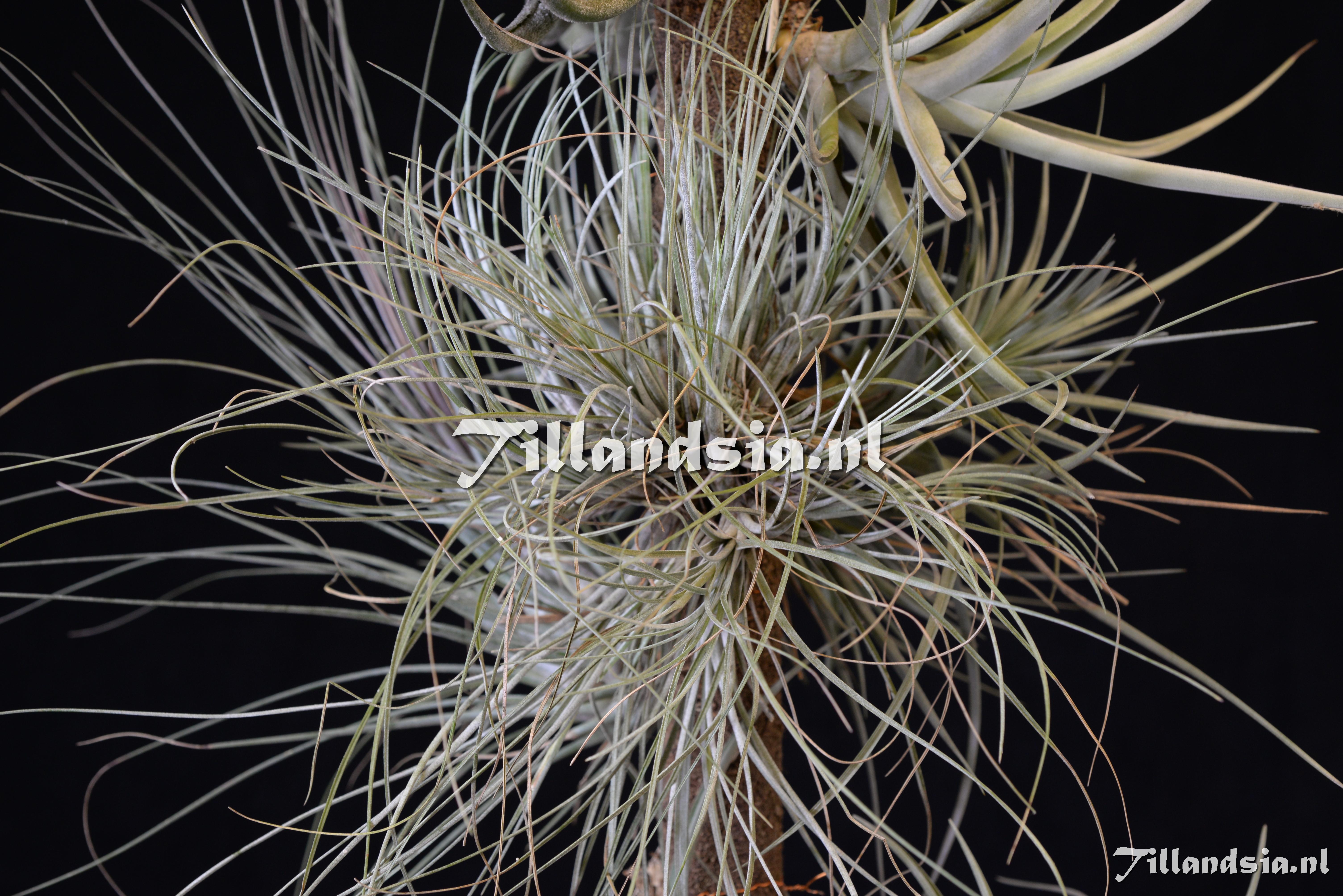 1846 Tillandsia bartrami