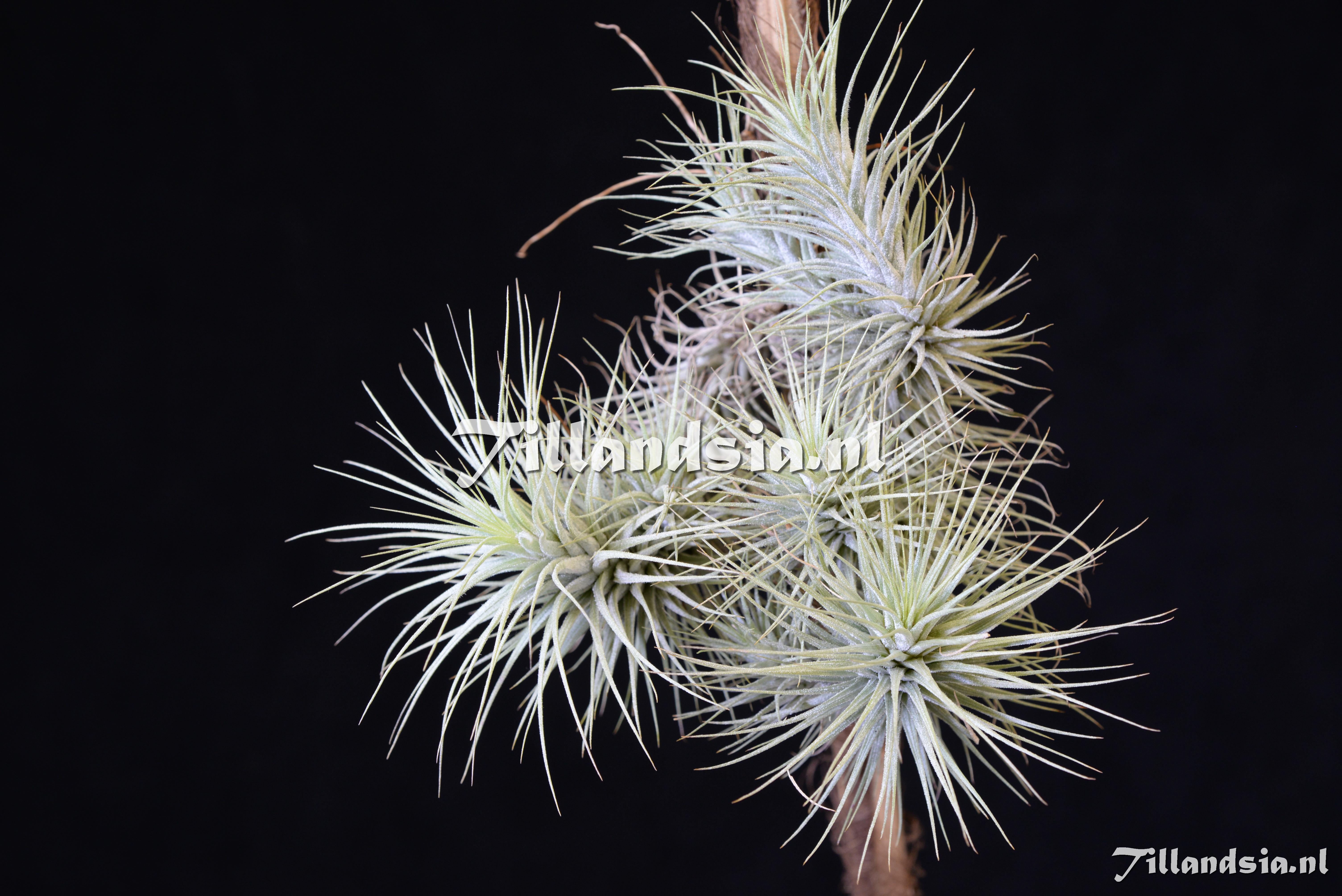 1848 Tillandsia heteromorpha