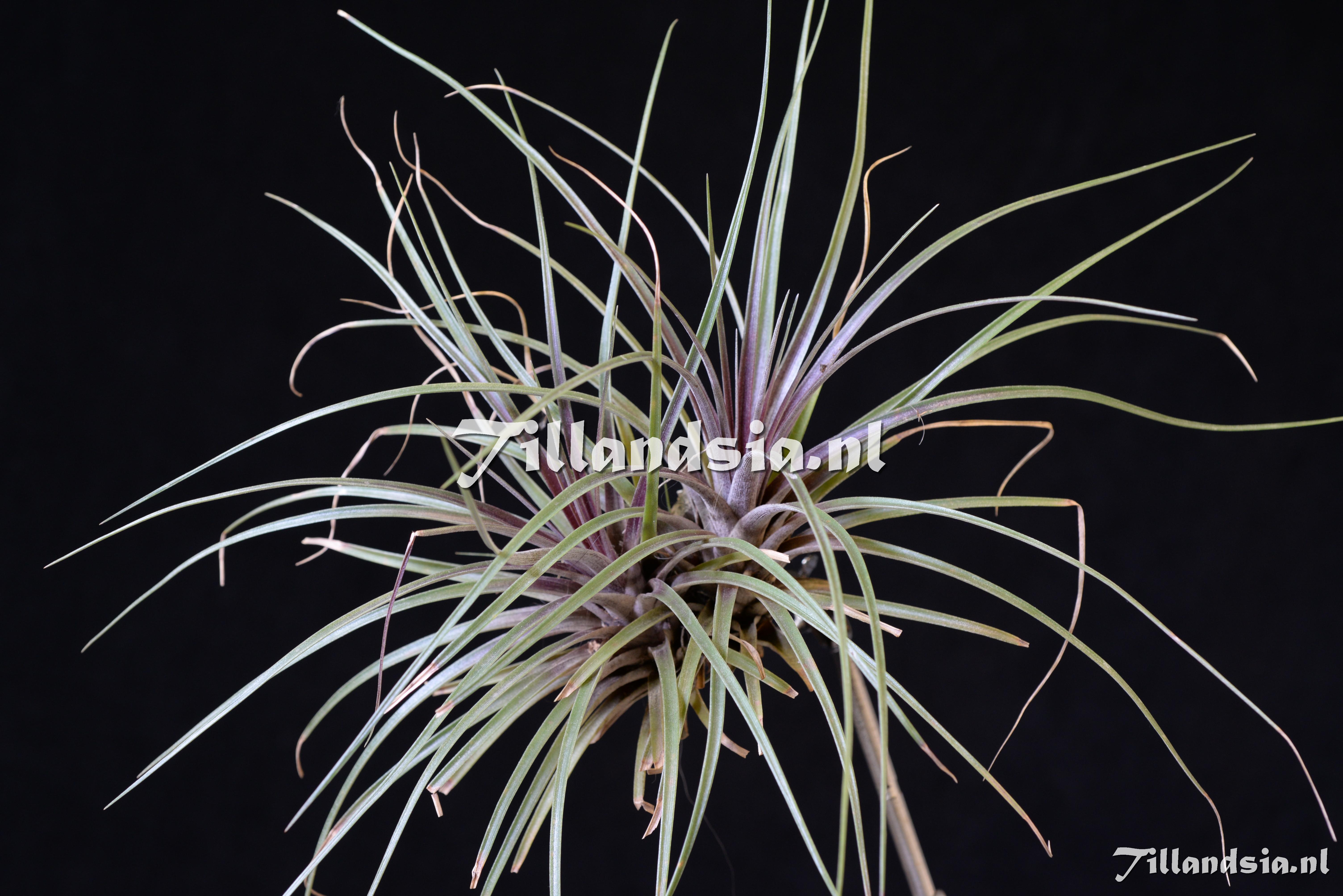 1849 Tillandsia extensa