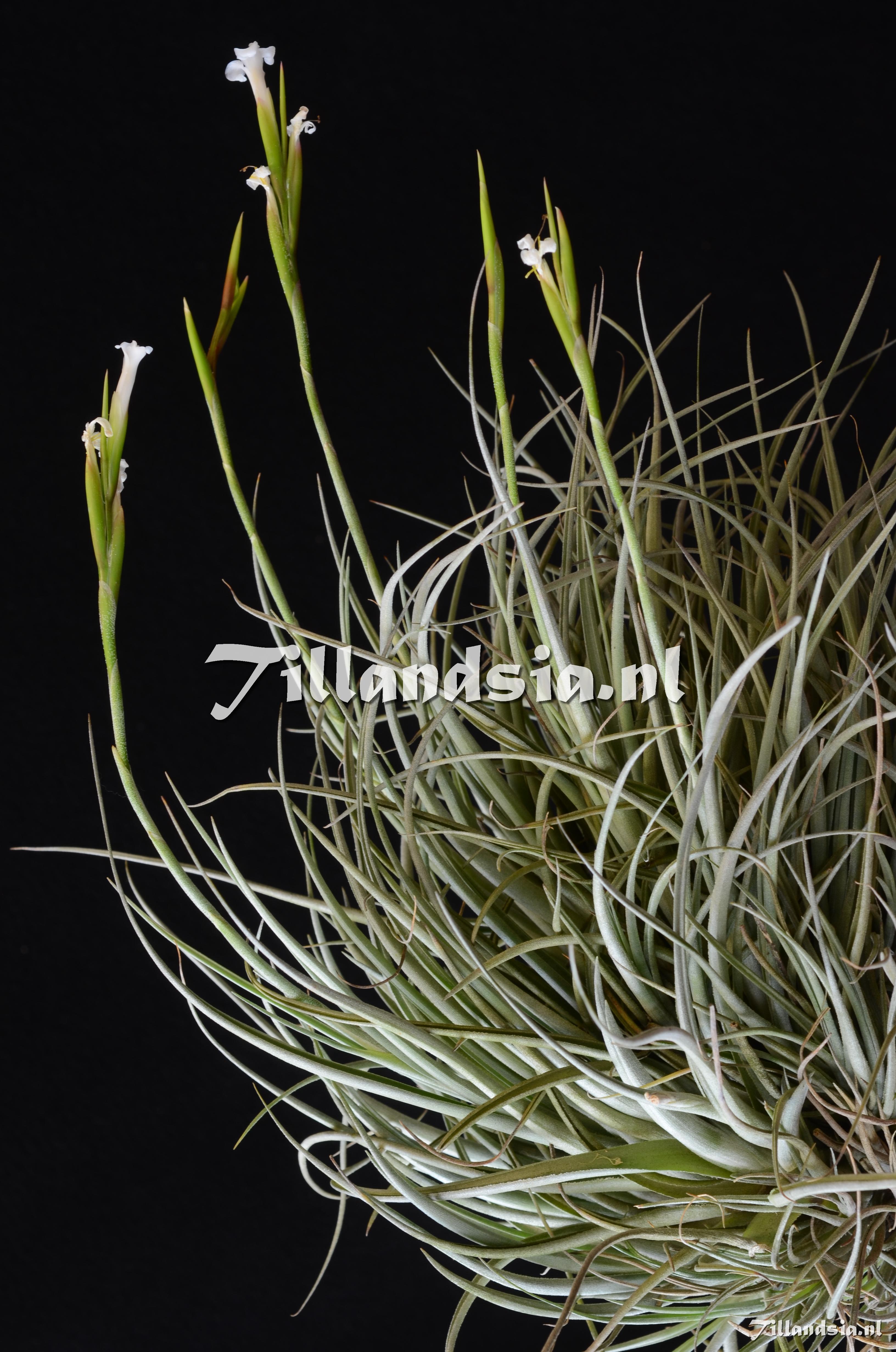 1850 Tillandsia lorentziana