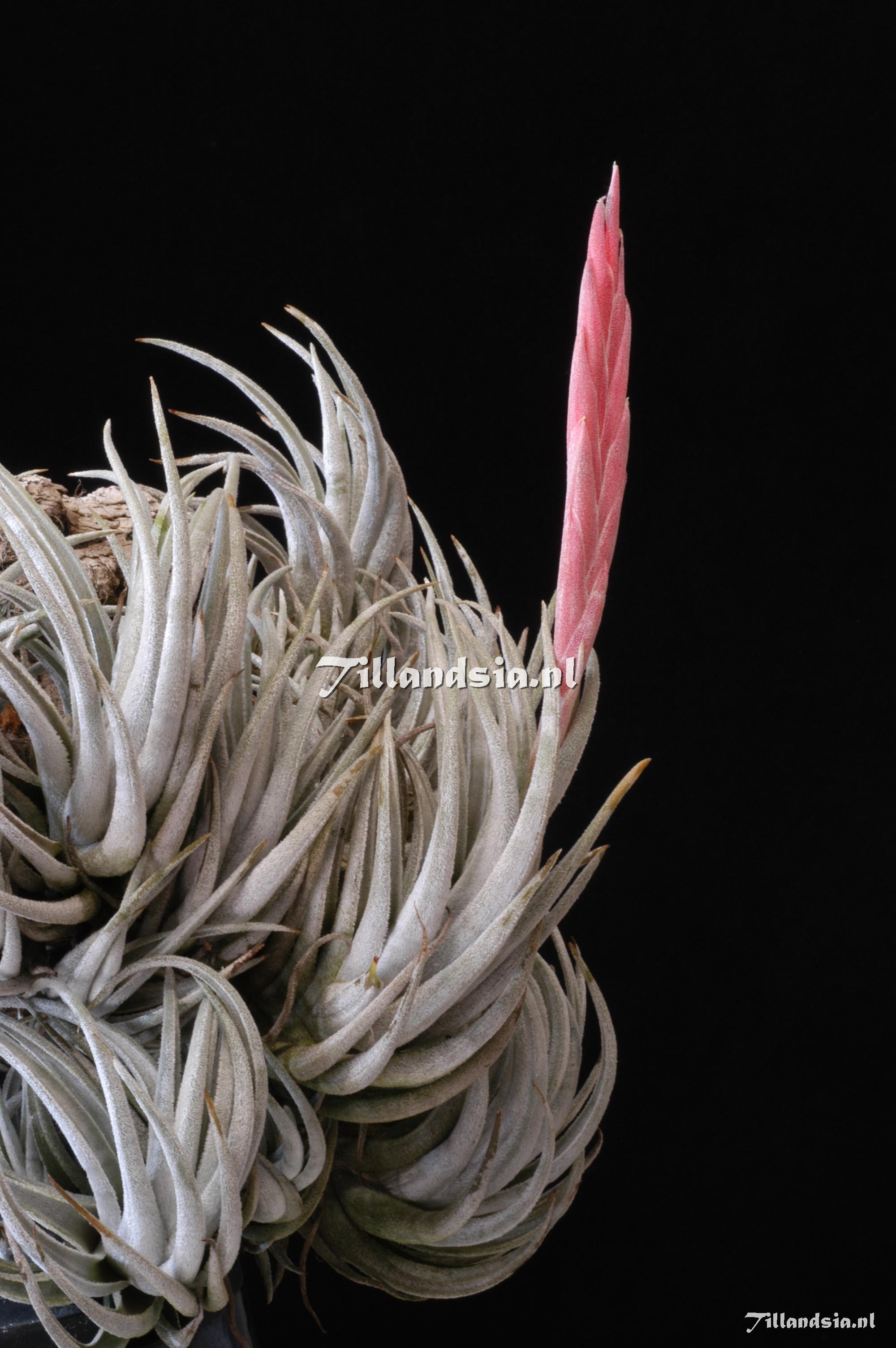 1851 Tillandsia mitlaensis