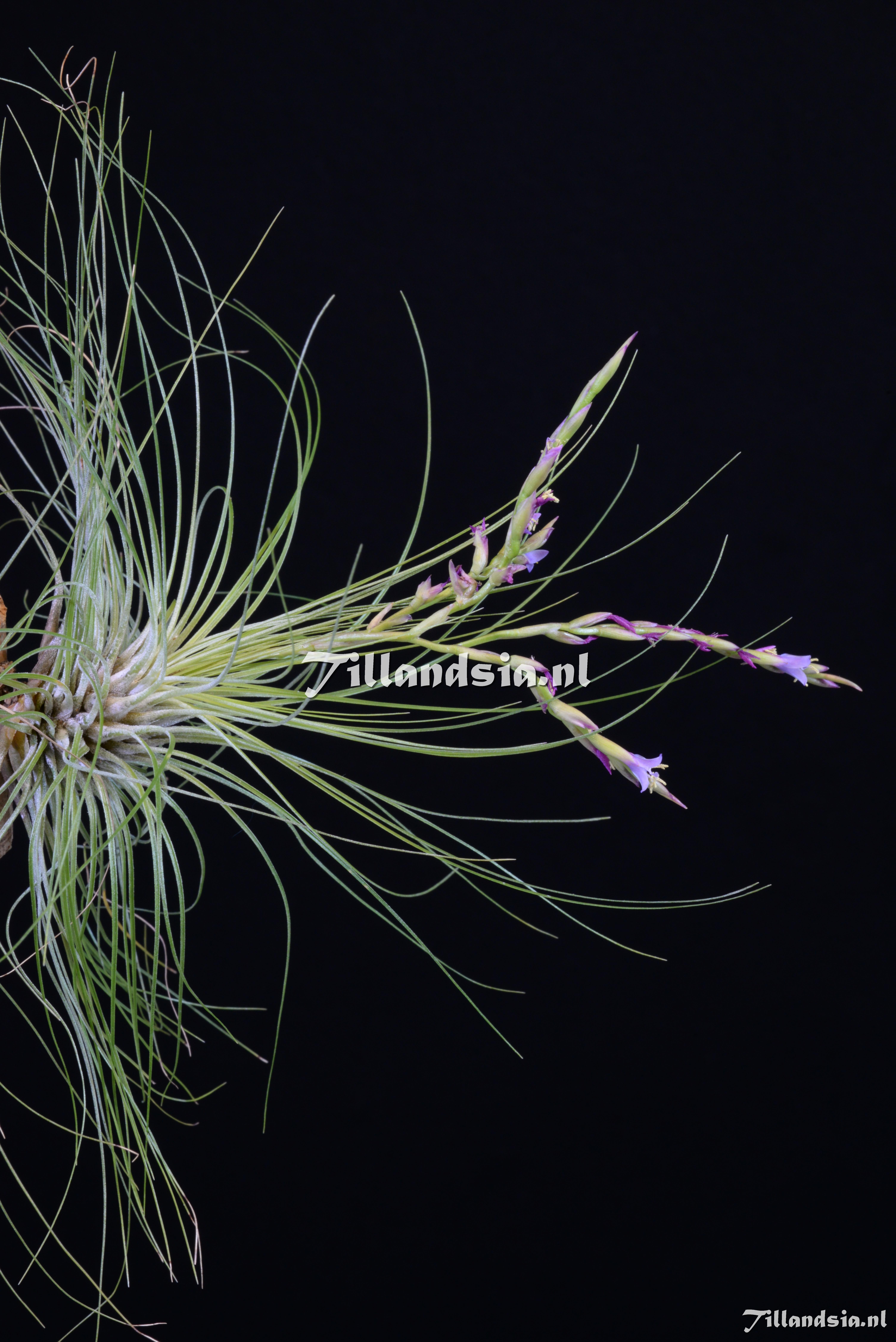 1862 Tillandsia filifolia