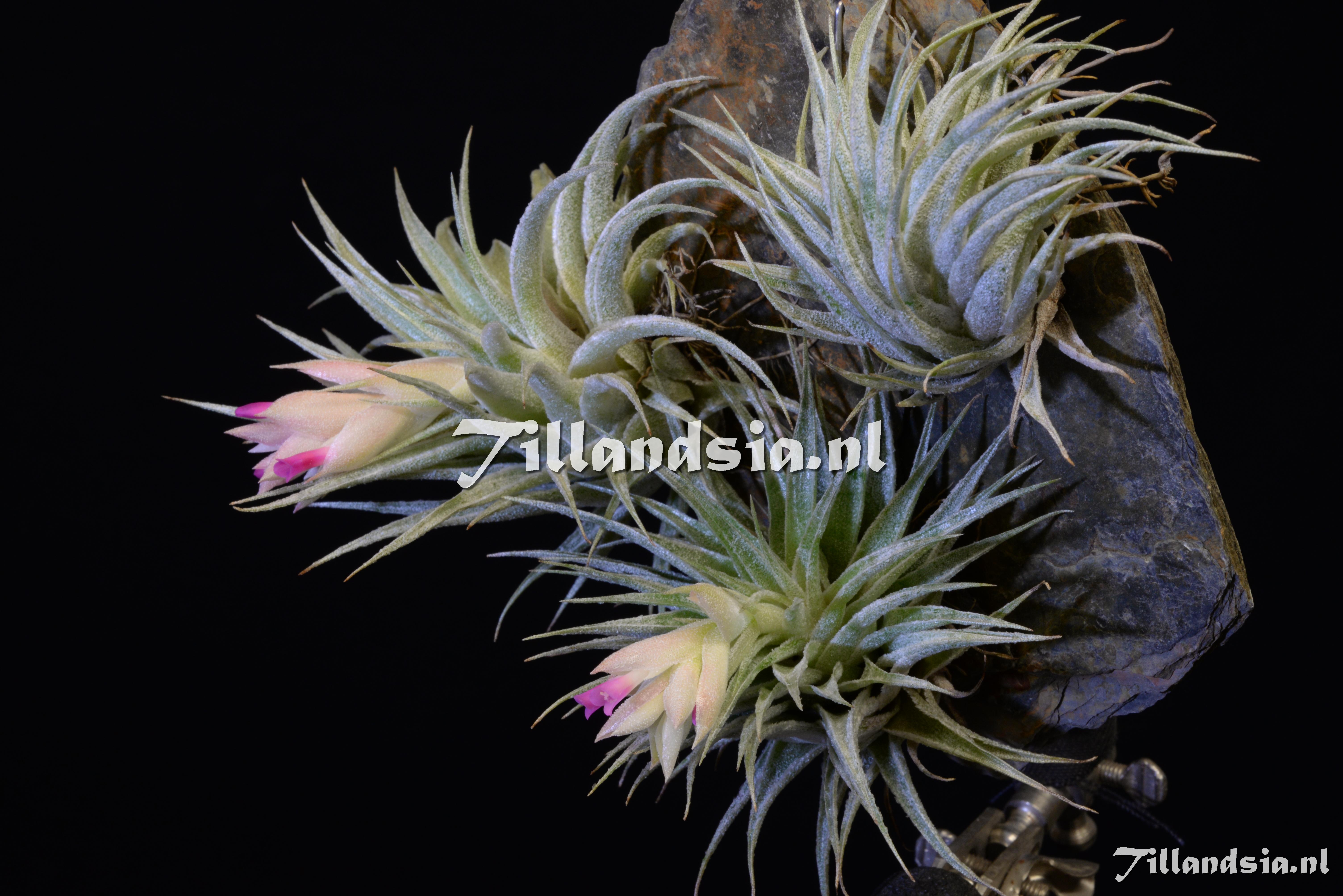 1918 Tillandsia heubergeri