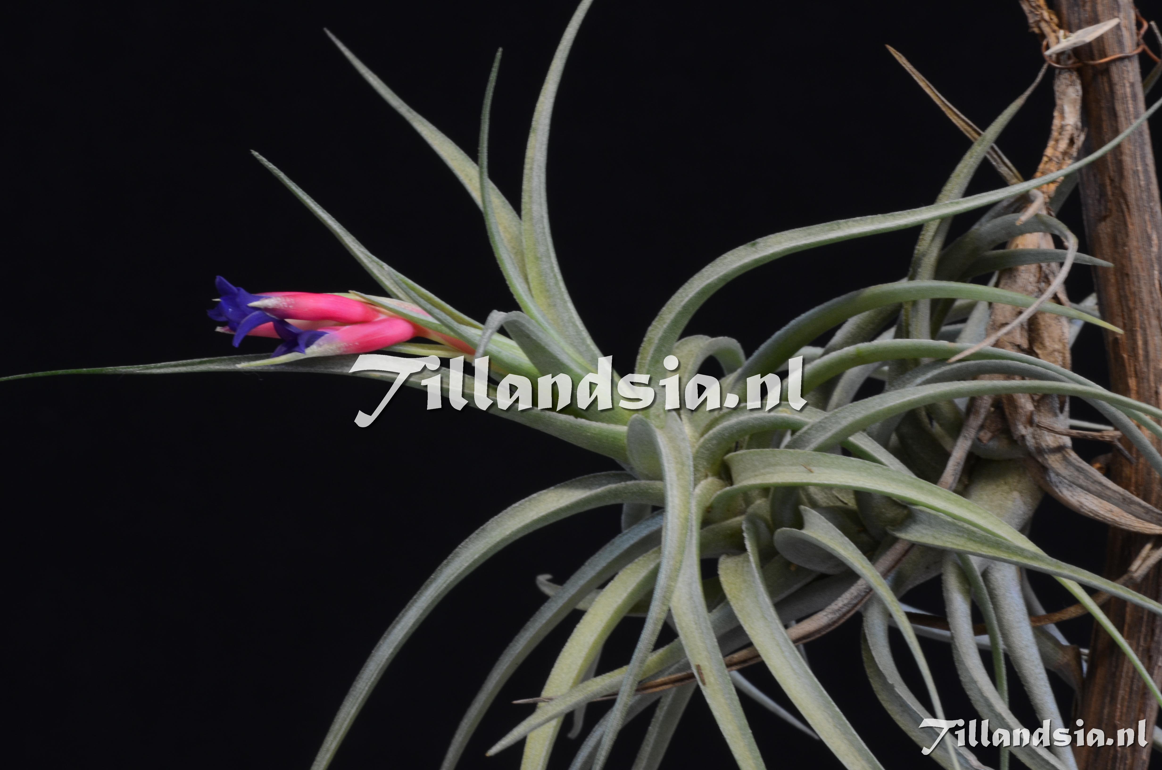 Tillandsia.NL