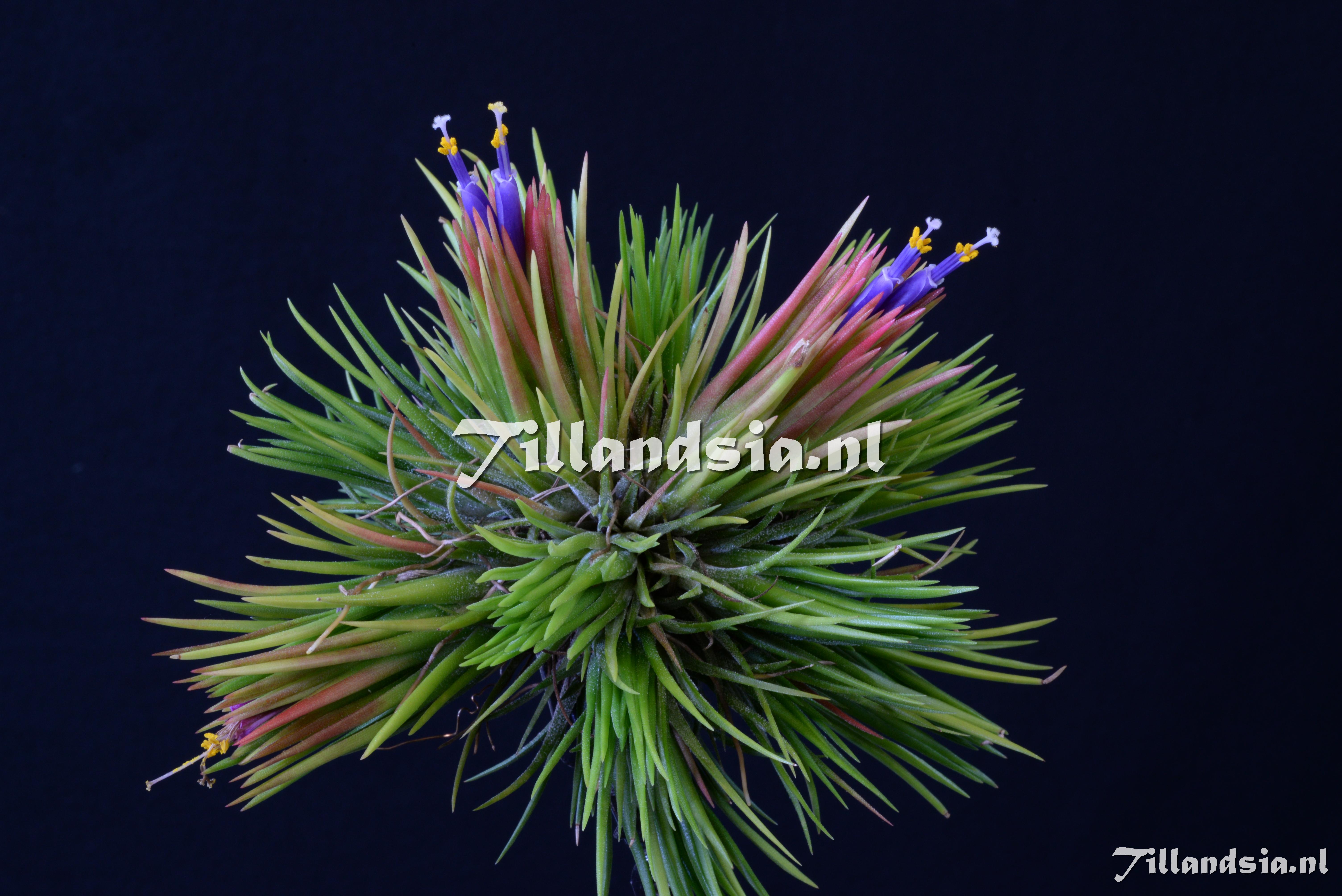 1932 Tillandsia ionantha fuego