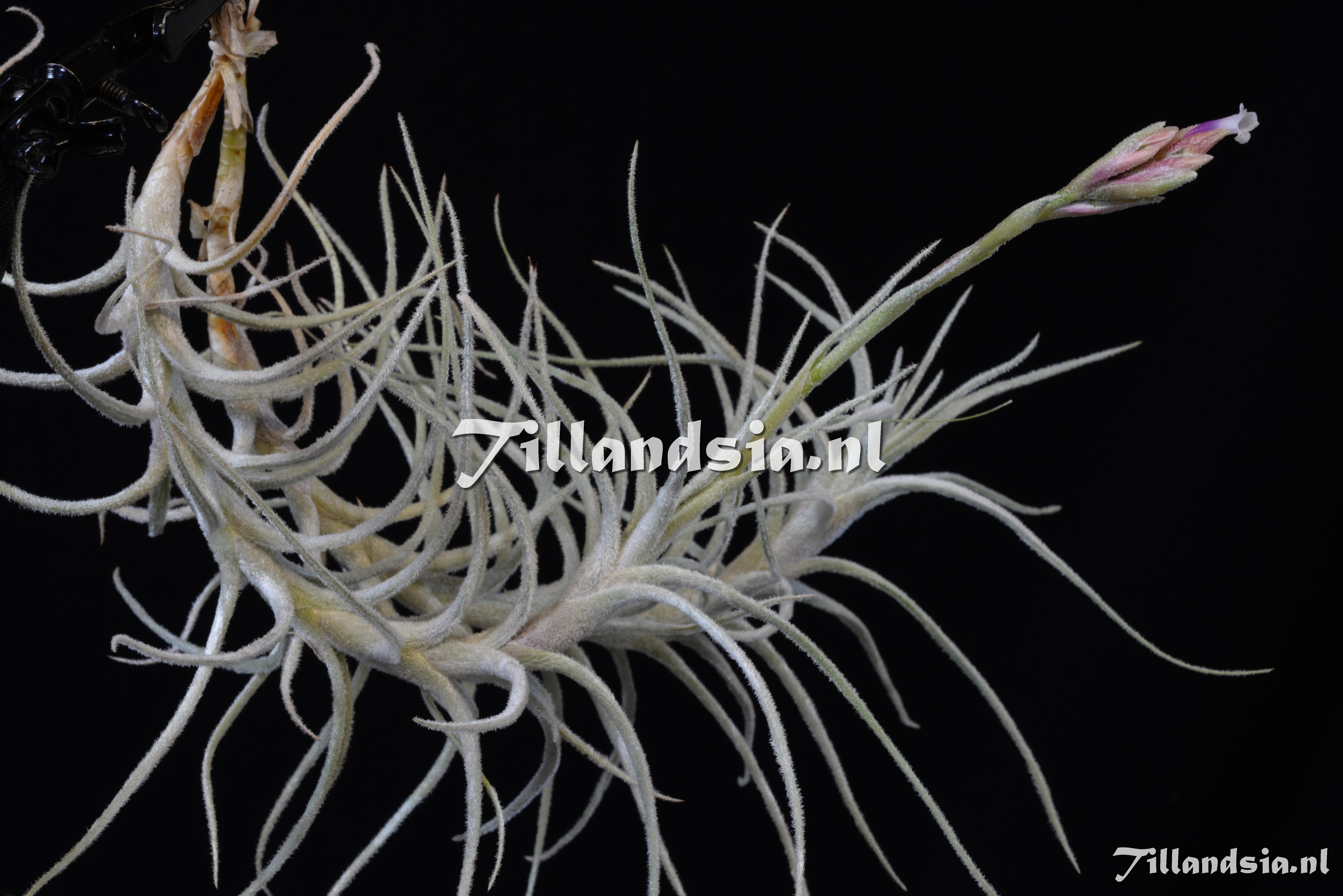 1935 Tillandsia reducta (long caulescent)