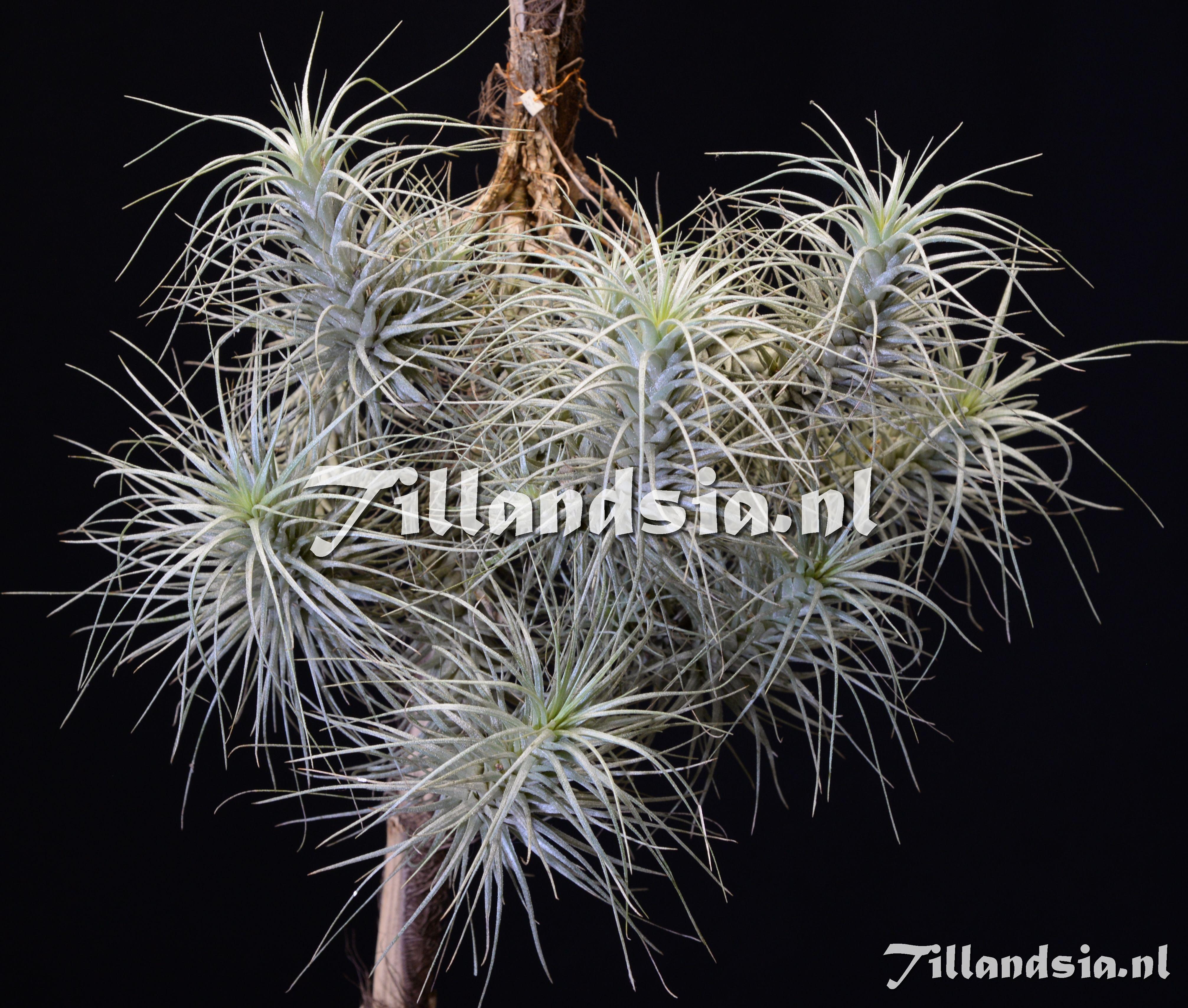 1950 Tillandsia heteromorpha