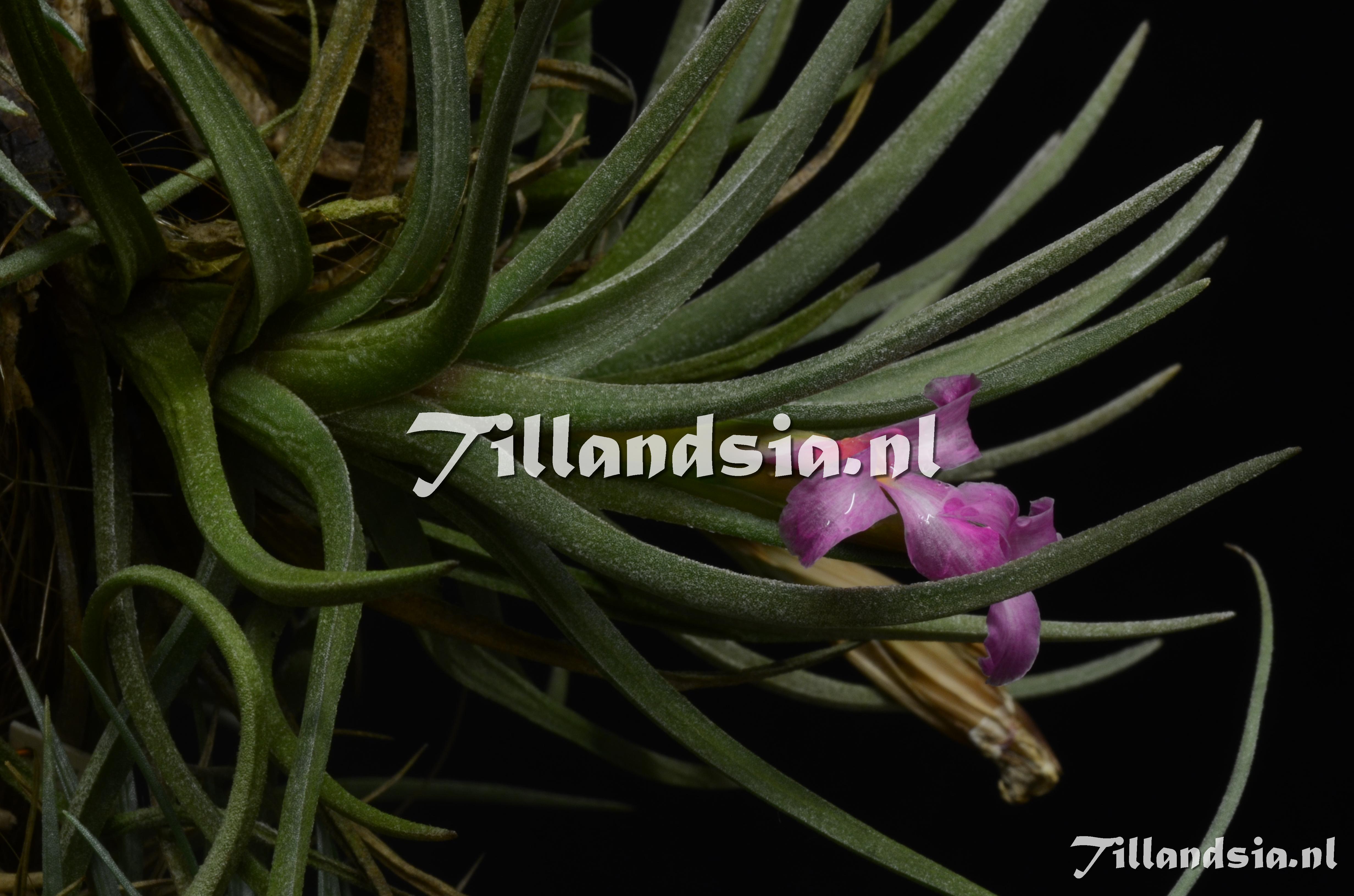 196 Tillandsia argentina