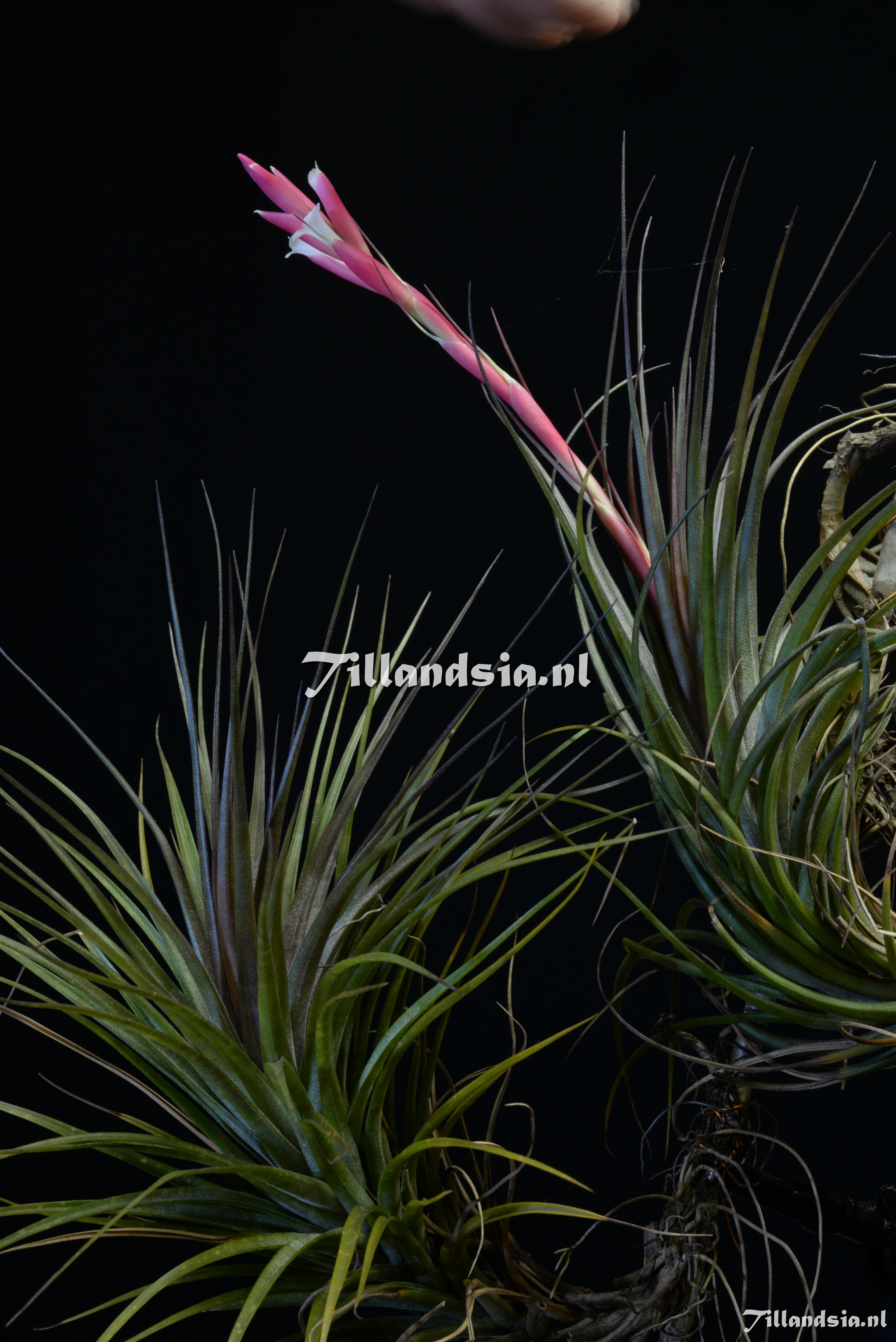 1973 Tillandsia tenuifolia var. nigrifolia