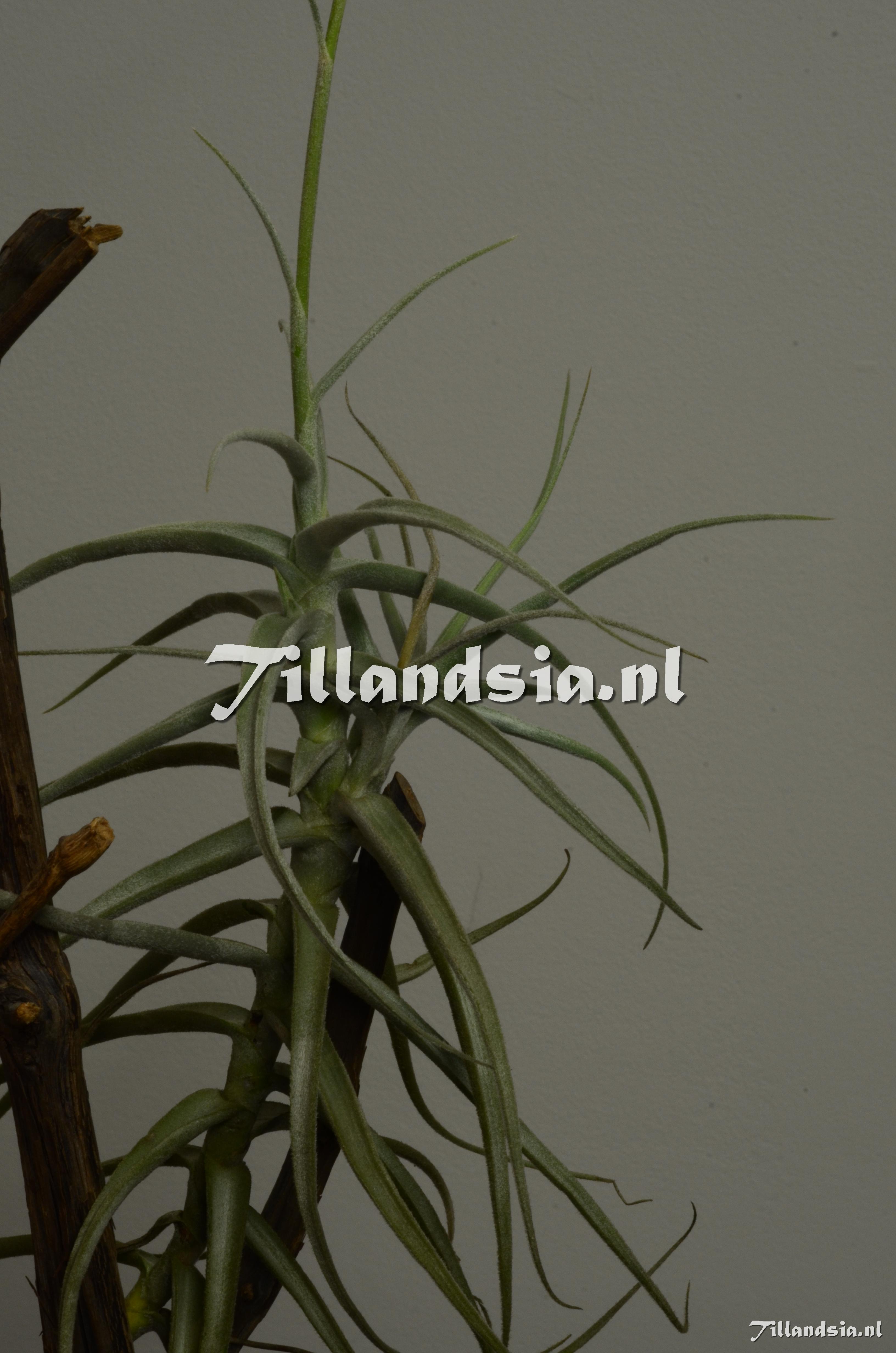 20 Tillandsia paleacea 