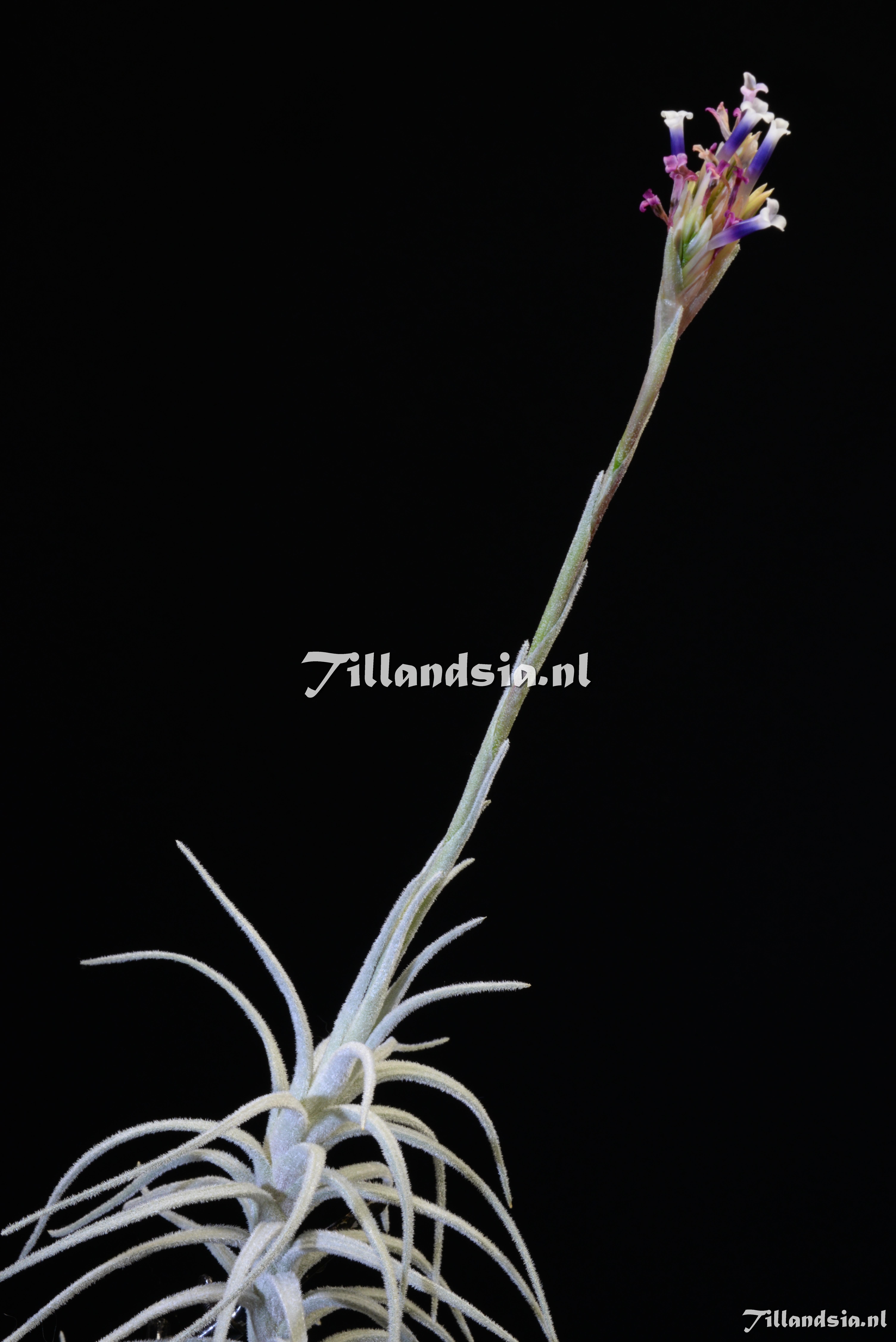 2000 Tillandsia reducta (long caulescent)