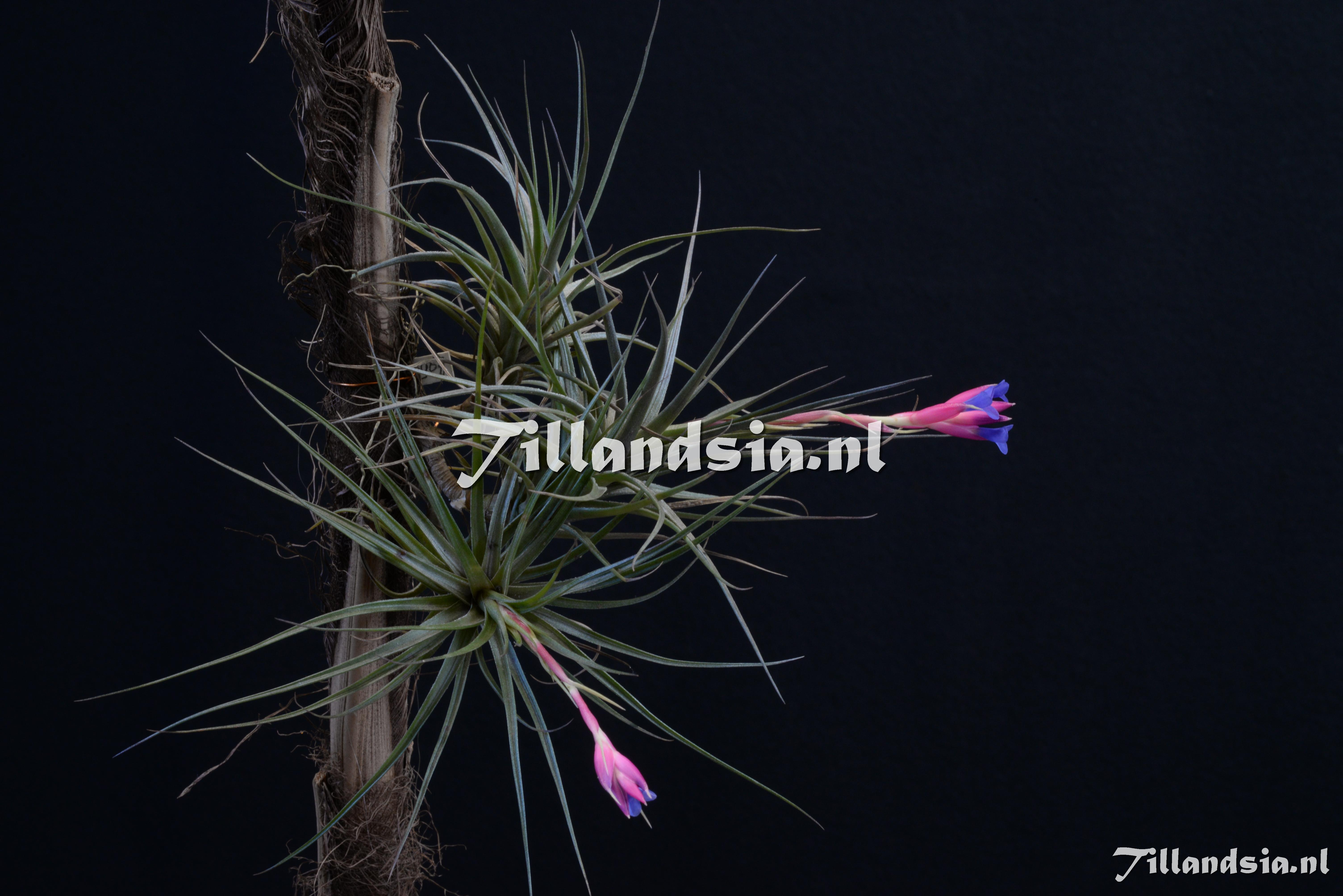2036 Tillandsia tenuifolia