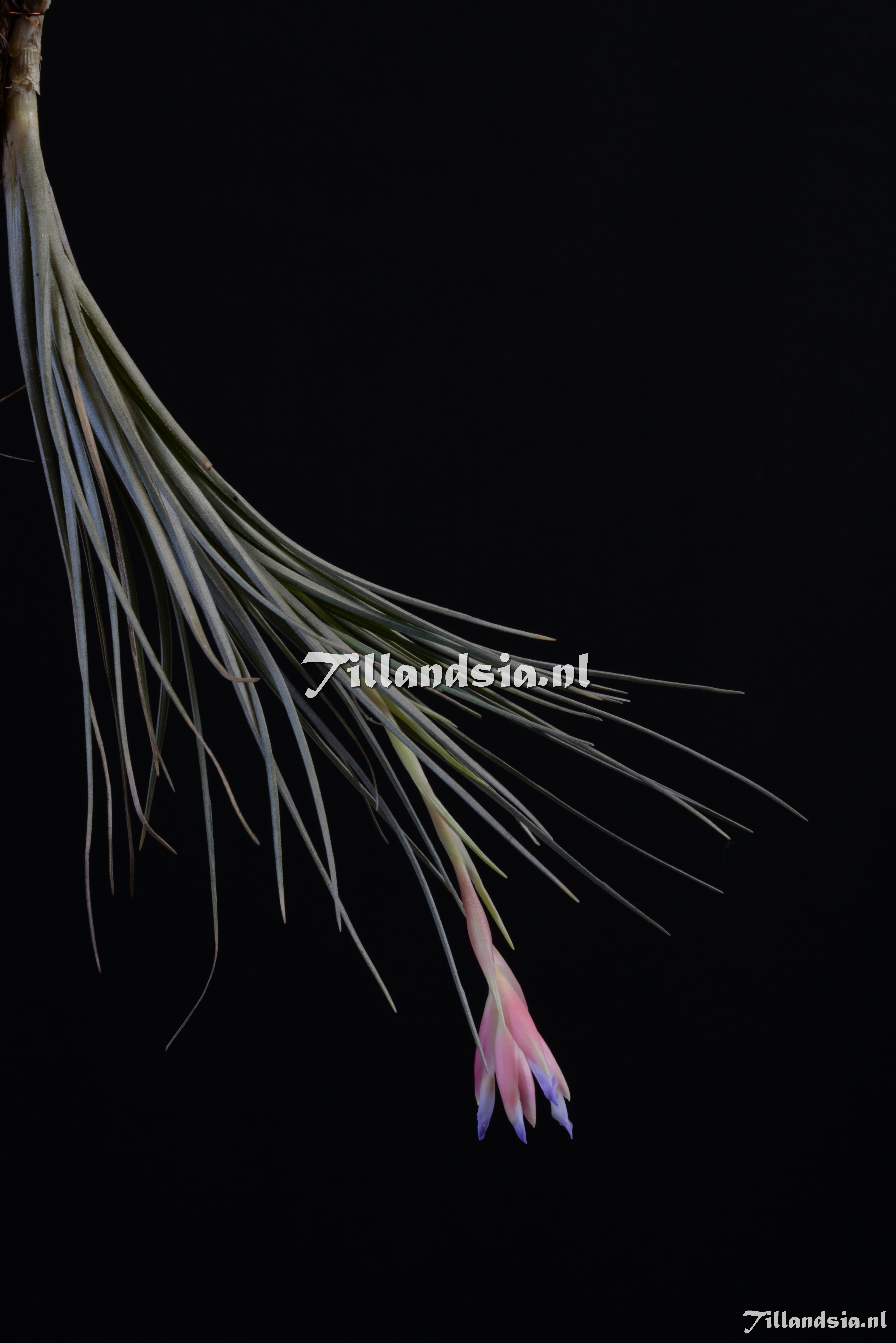 2042 Tillandsia tenuifolia