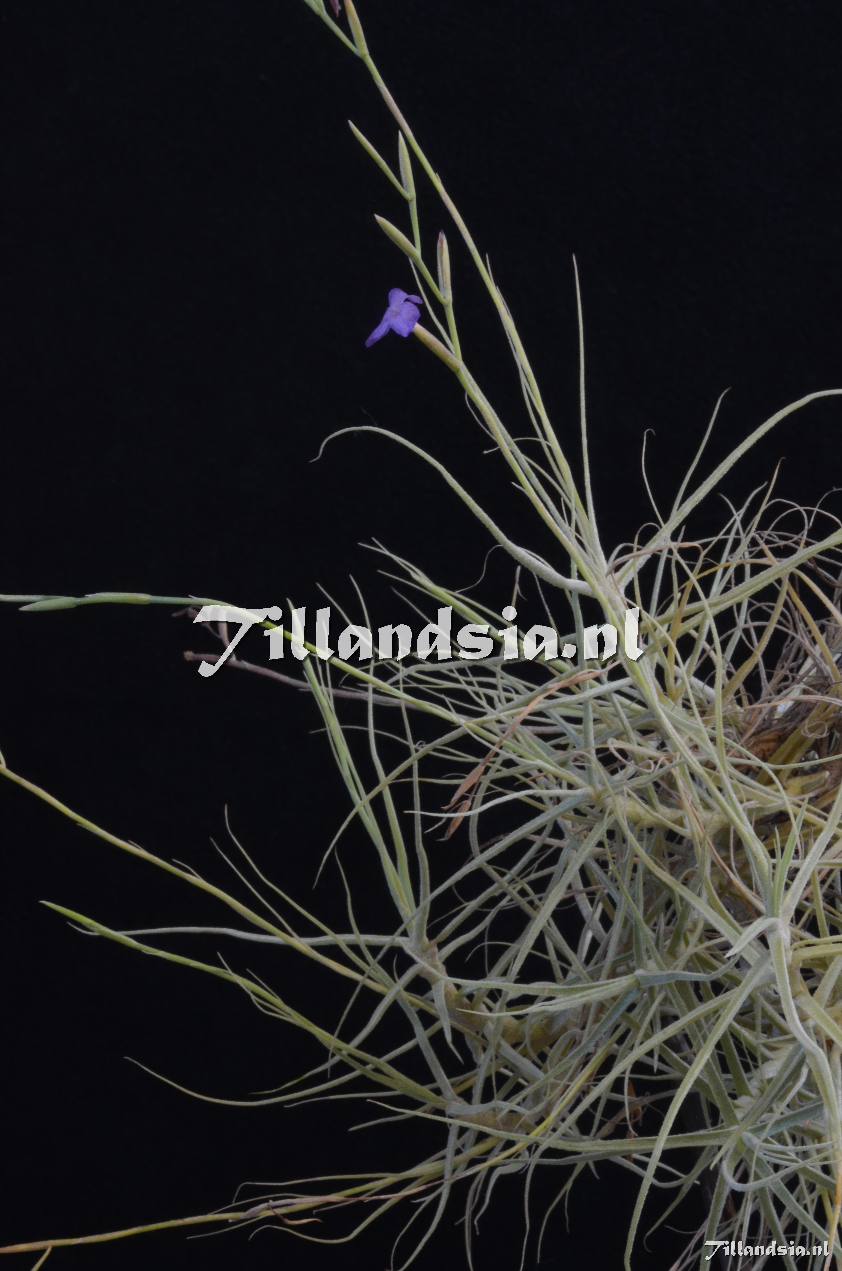 205 Tillandsia caerulea