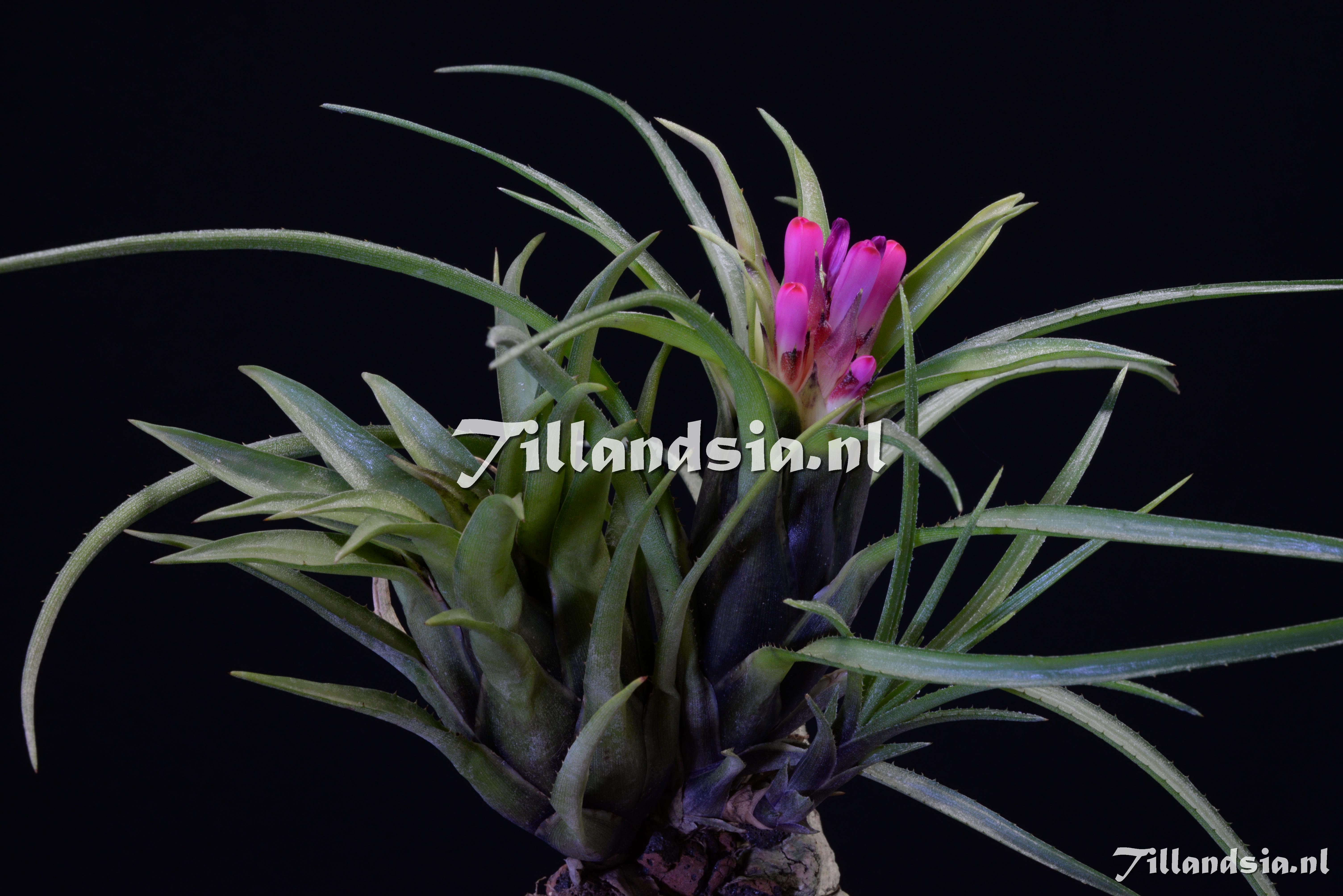 2058 Aechmea recurvata var. benrathii f. minor