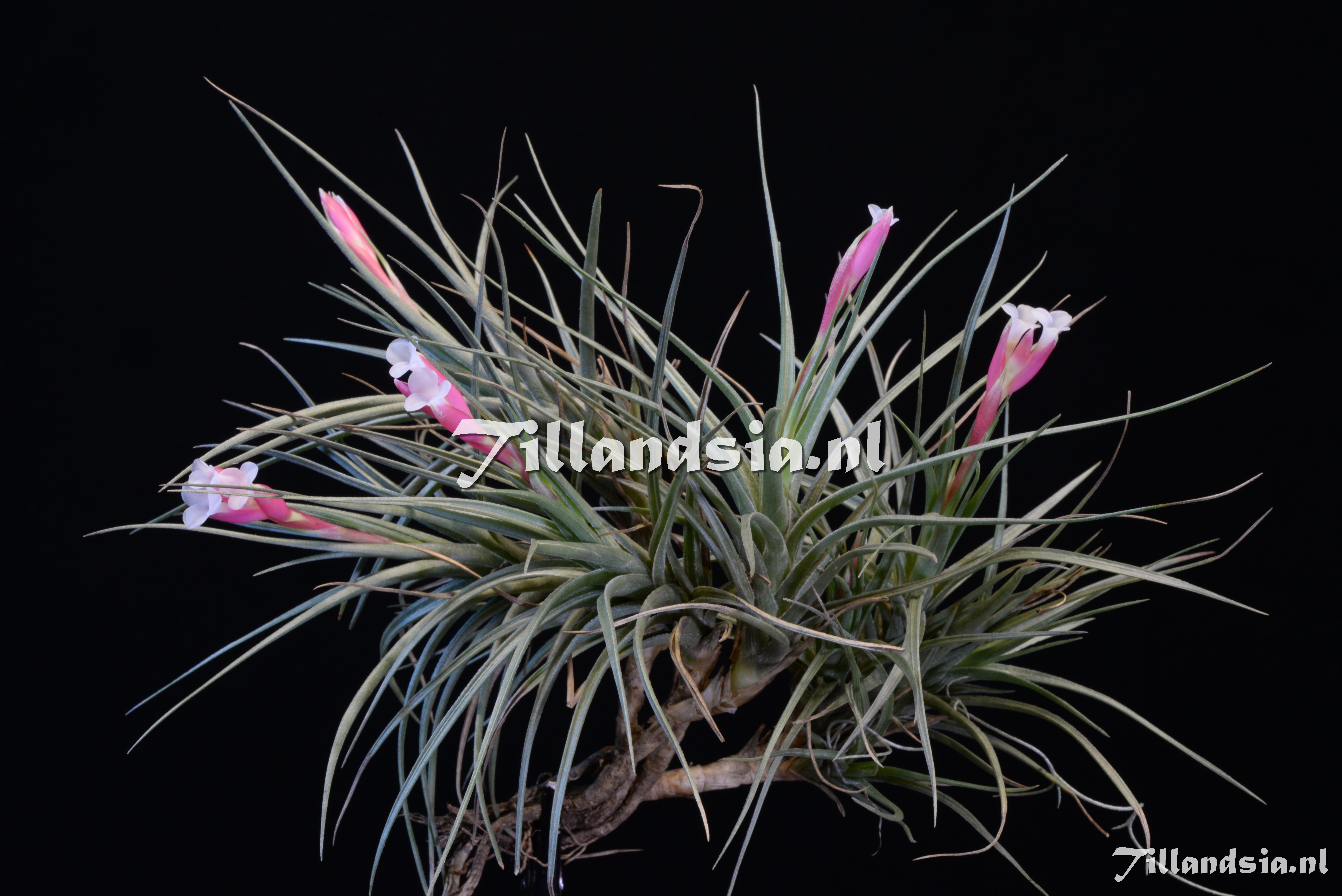 2087 Tillandsia tenuifolia