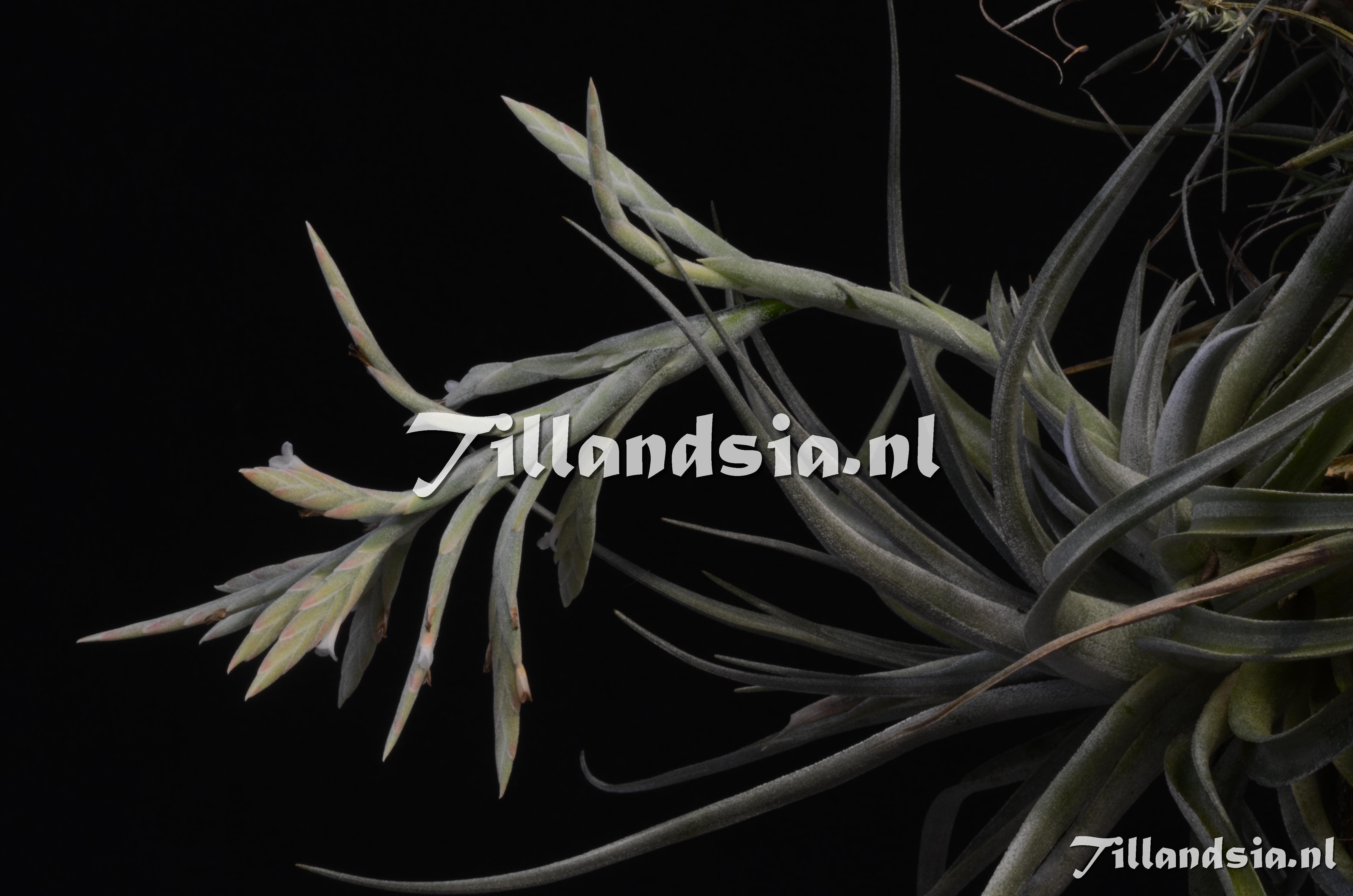 211 Tillandsia didistcha