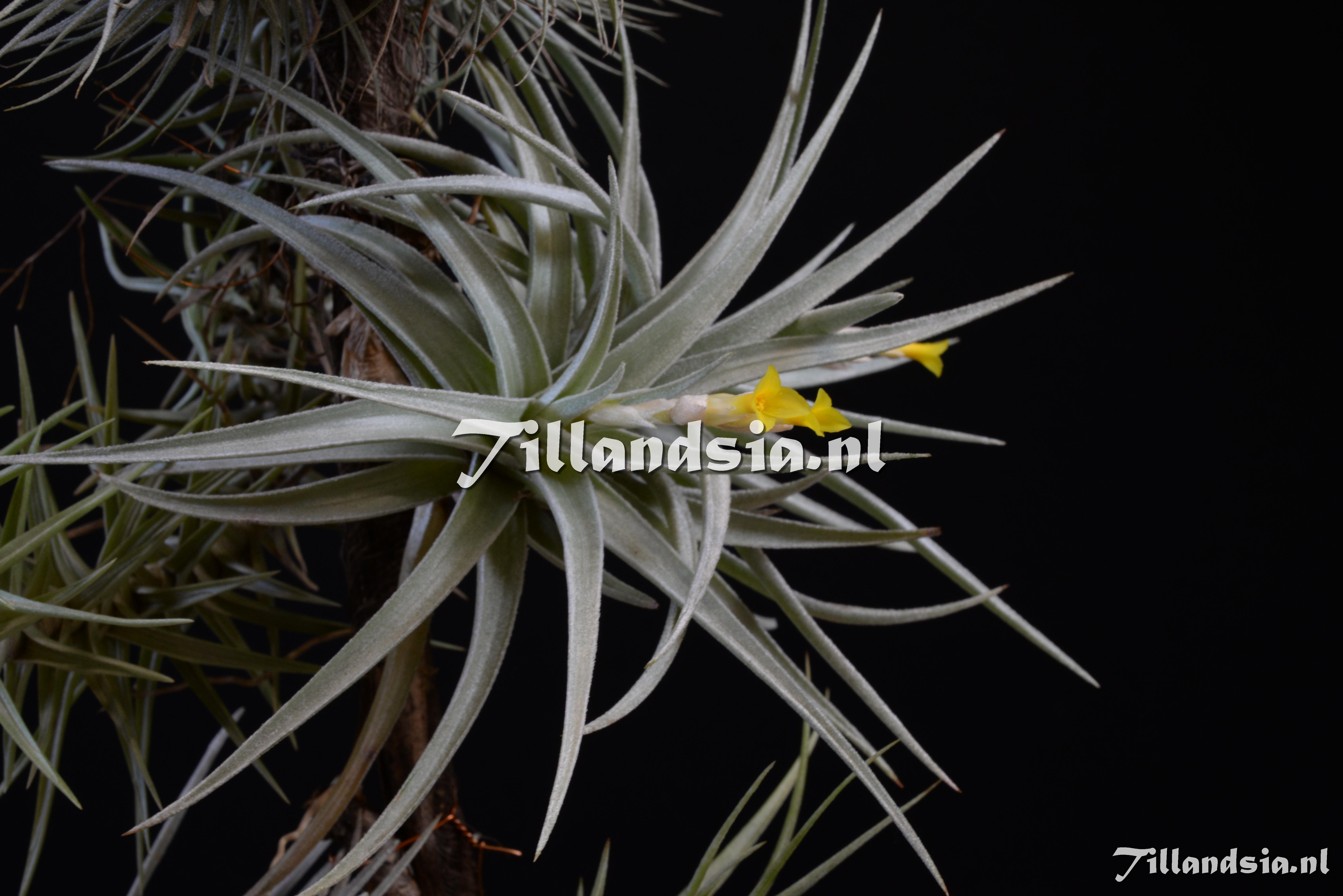 2111 Tillandsia ixioides