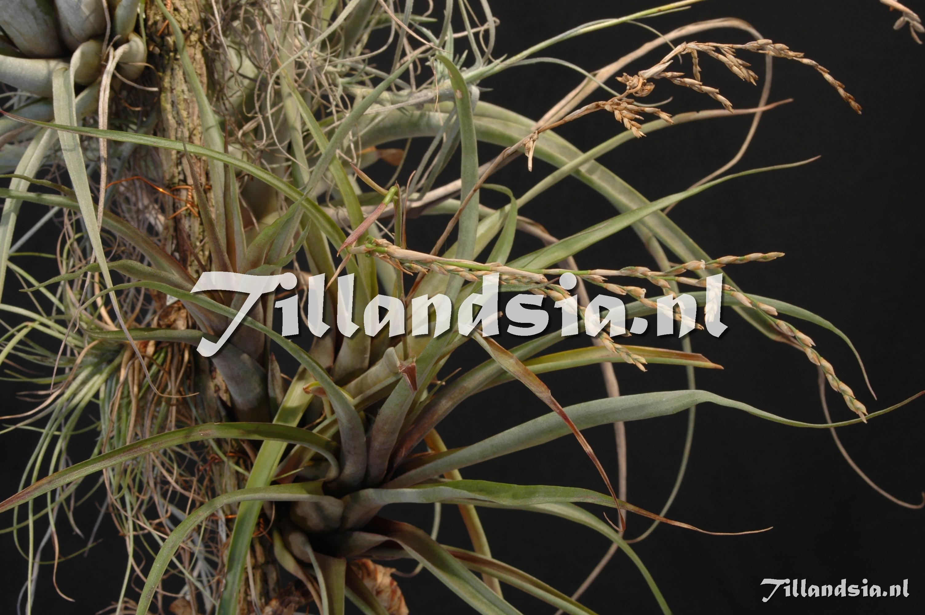 Tillandsia.NL