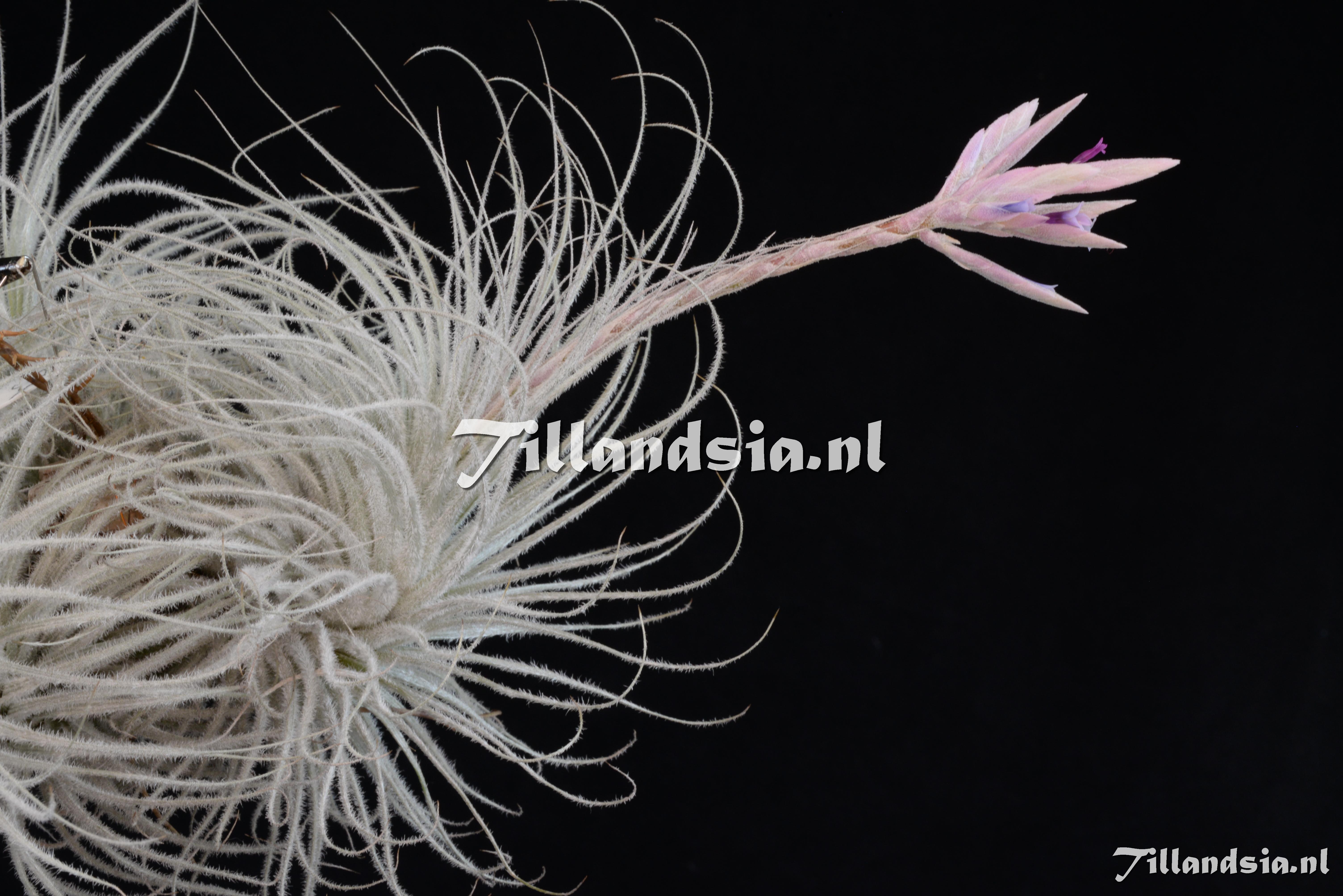 2218 Tillandsia tectorum (small form)