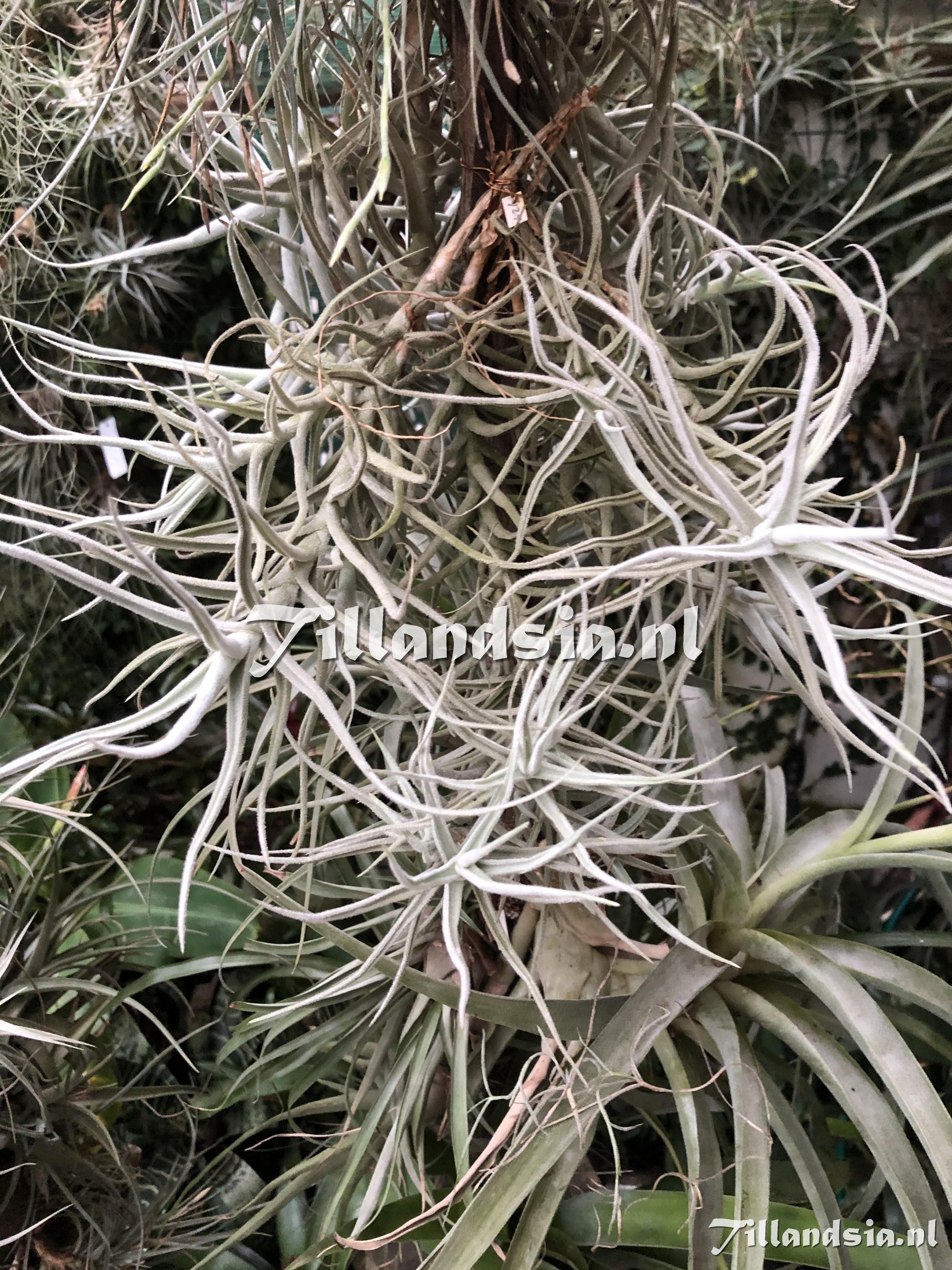 2268 Tillandsia paleacea