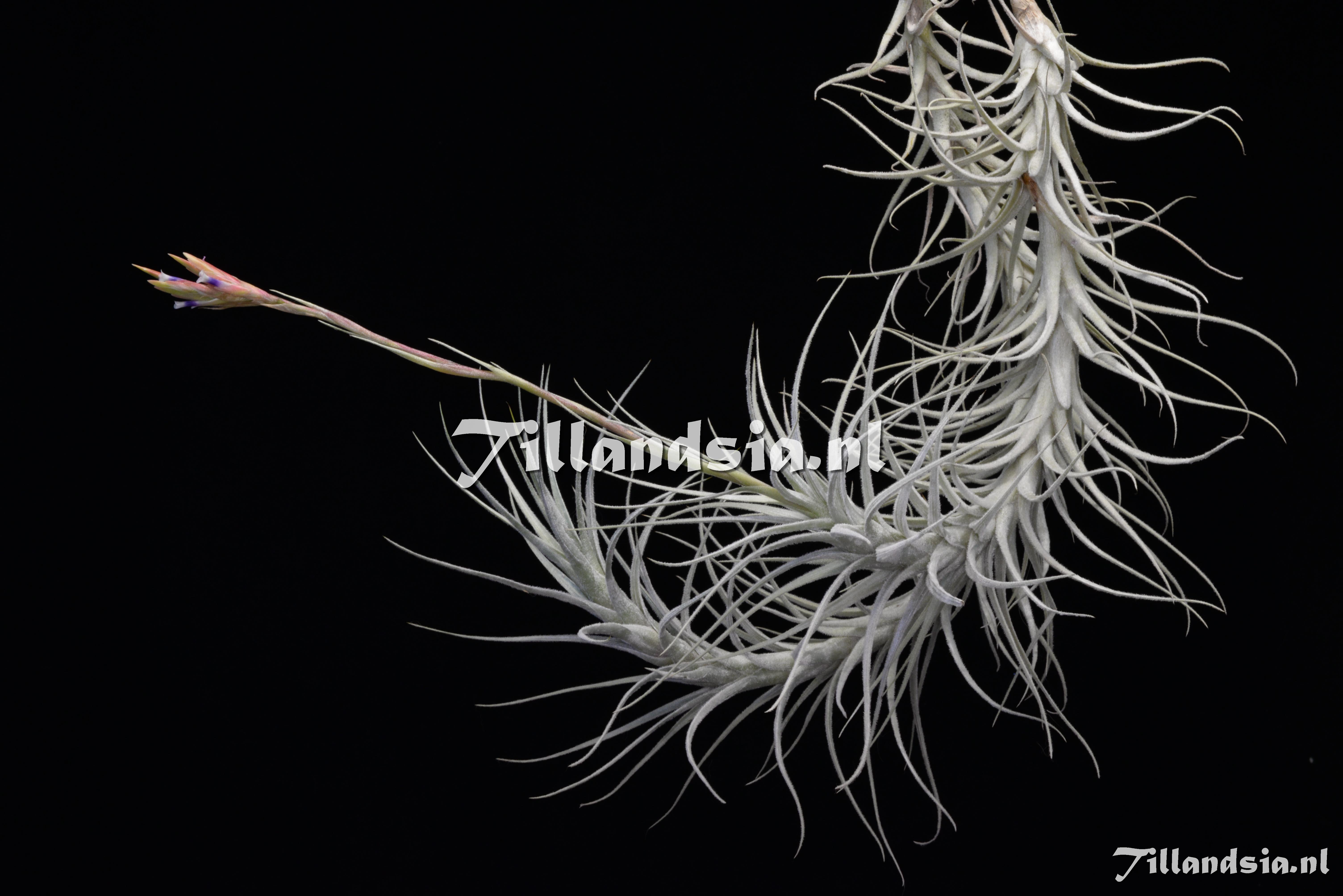 2269 Tillandsia tectorum (long caulescent)