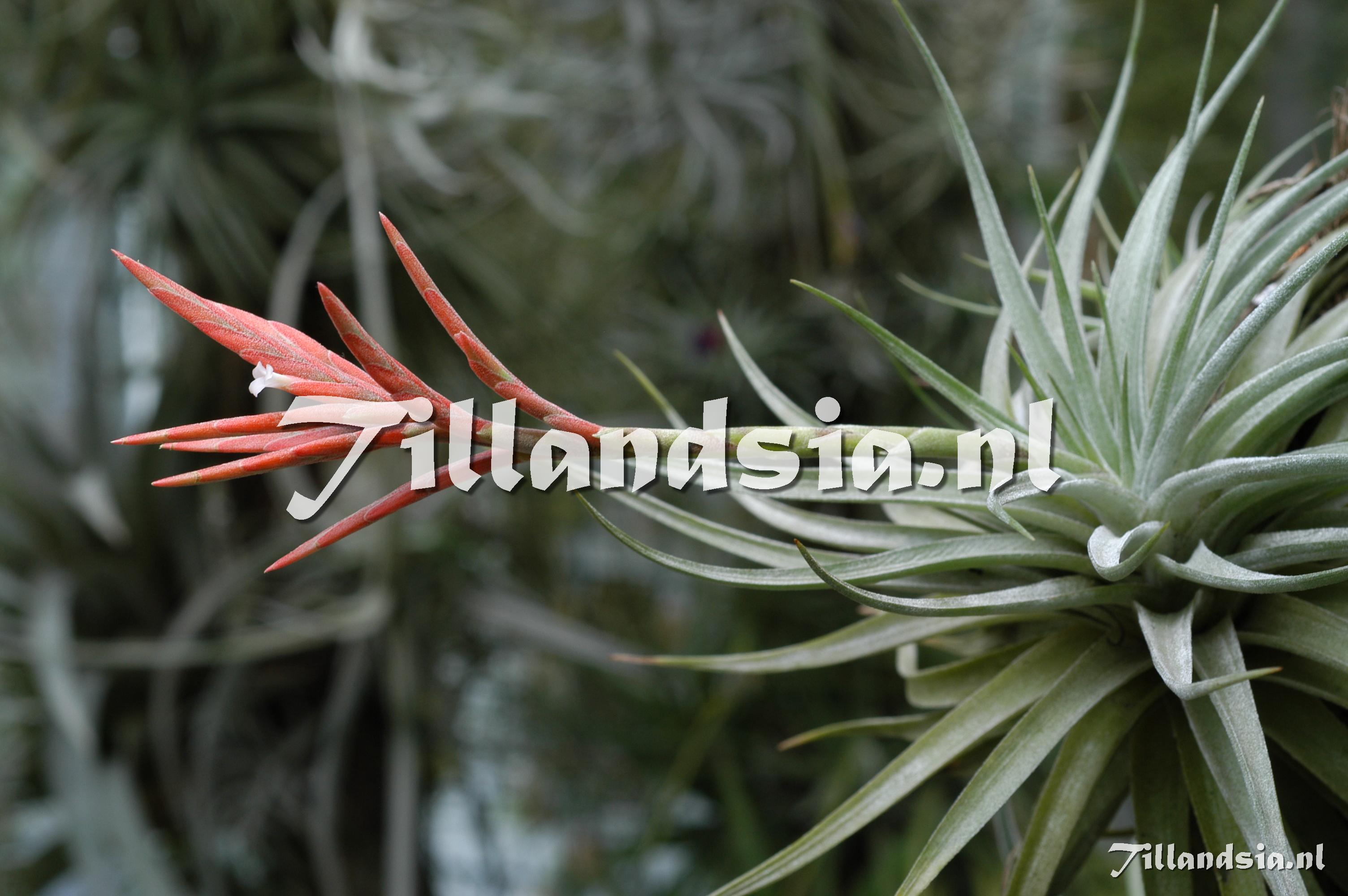 228 Tillandsia cf. didisticha