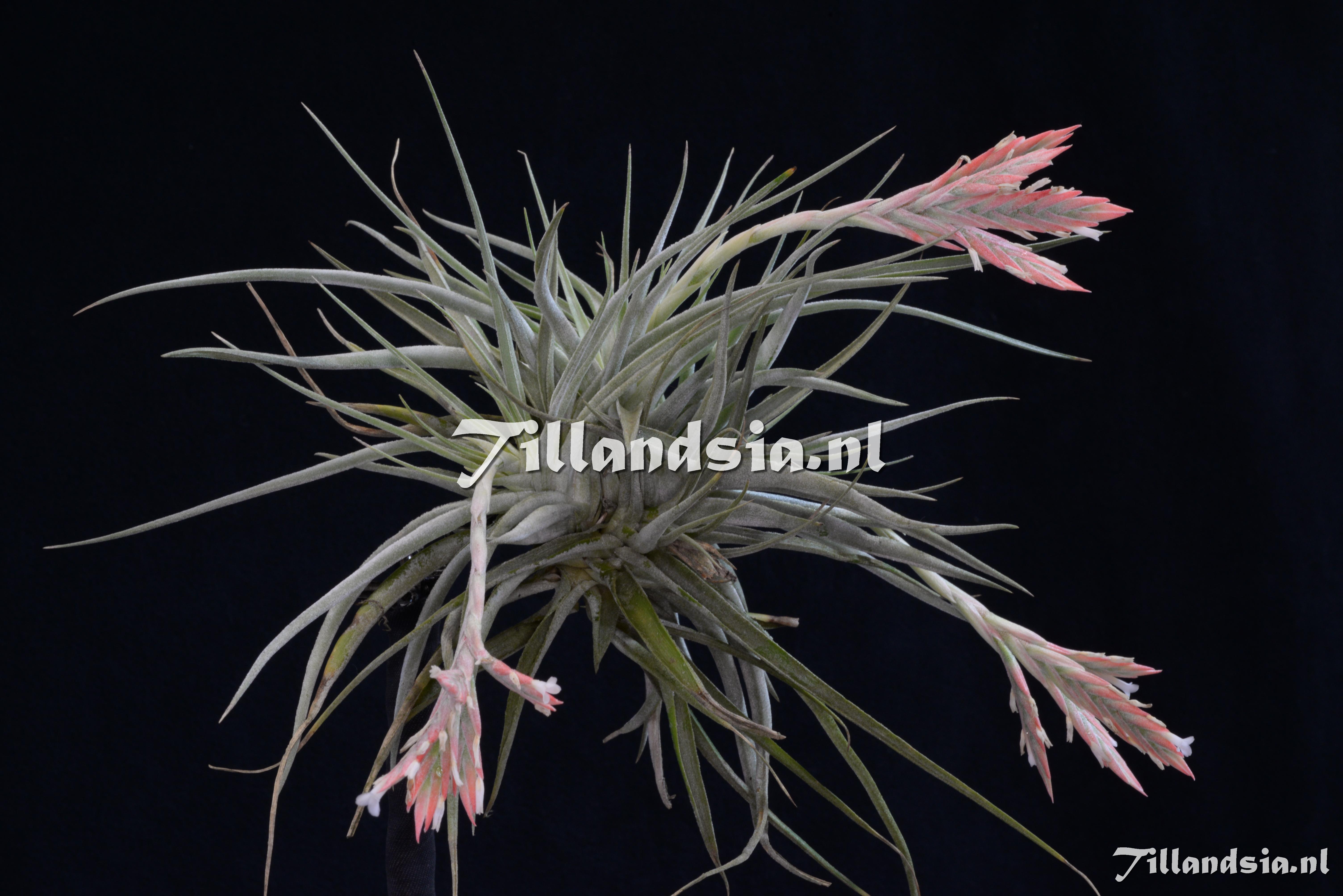 2286 Tillandsia cf. didisticha