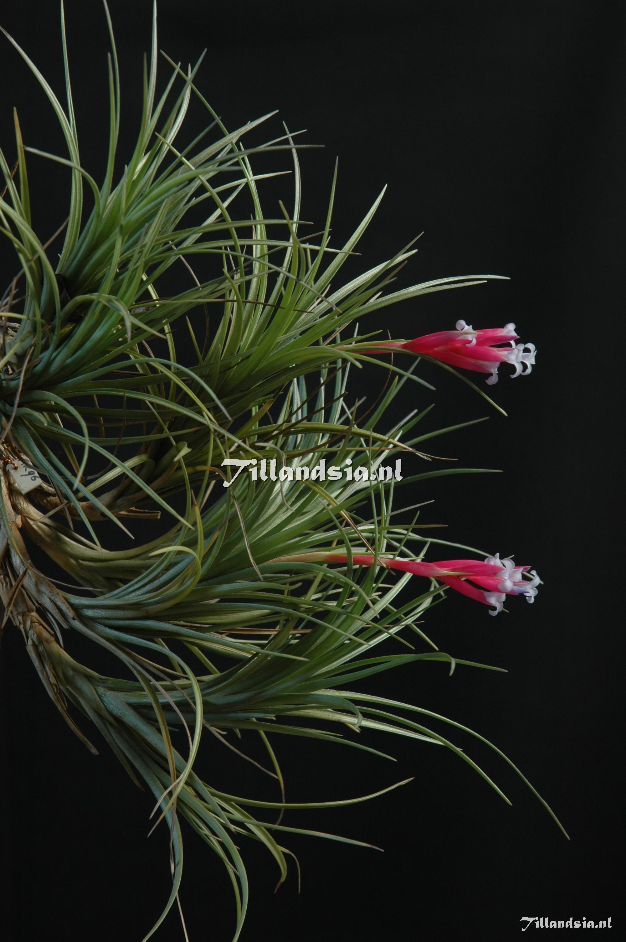 231 Tillandsia tenuifolia blue