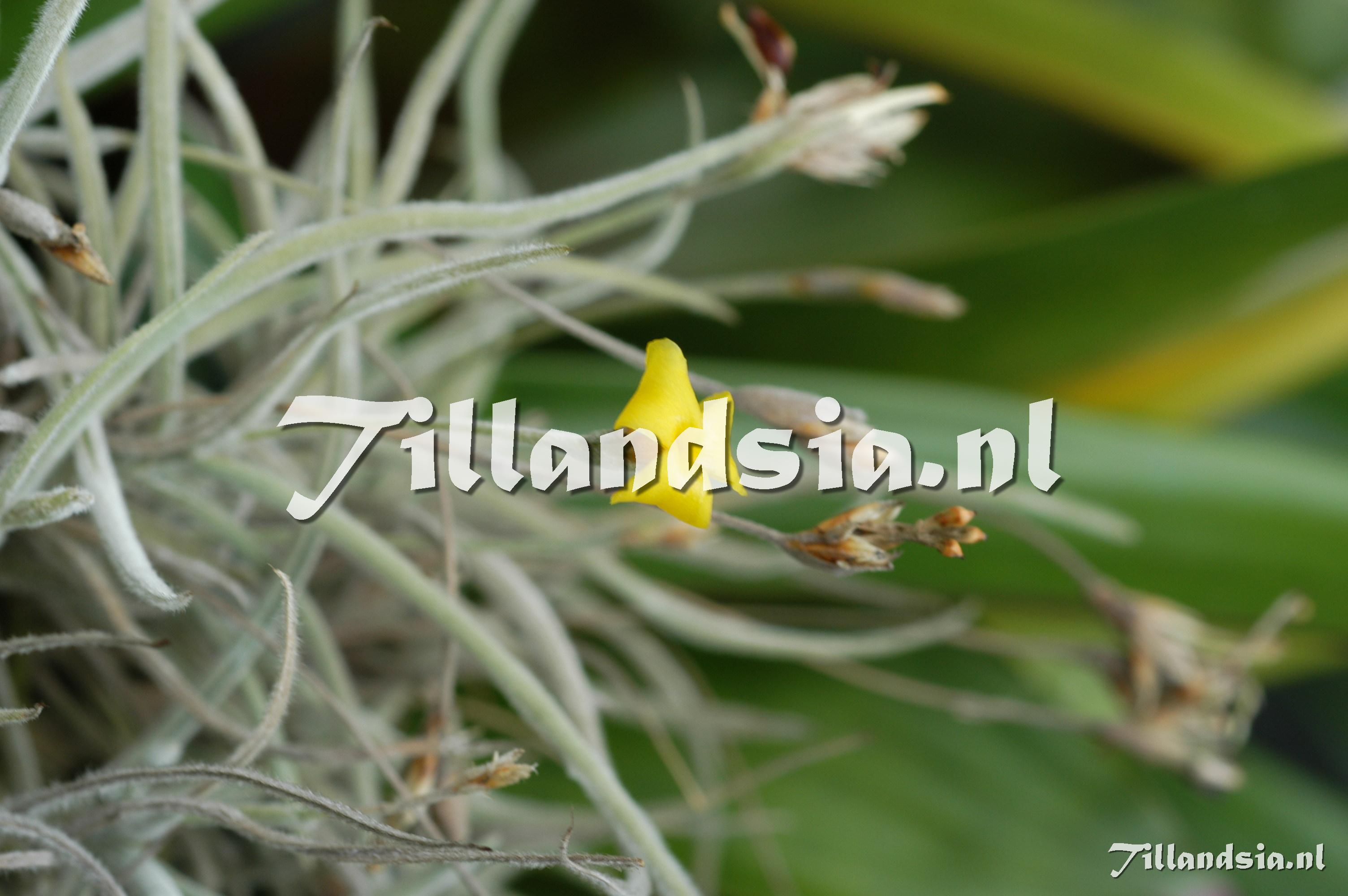 2322 Tillandsia crocata