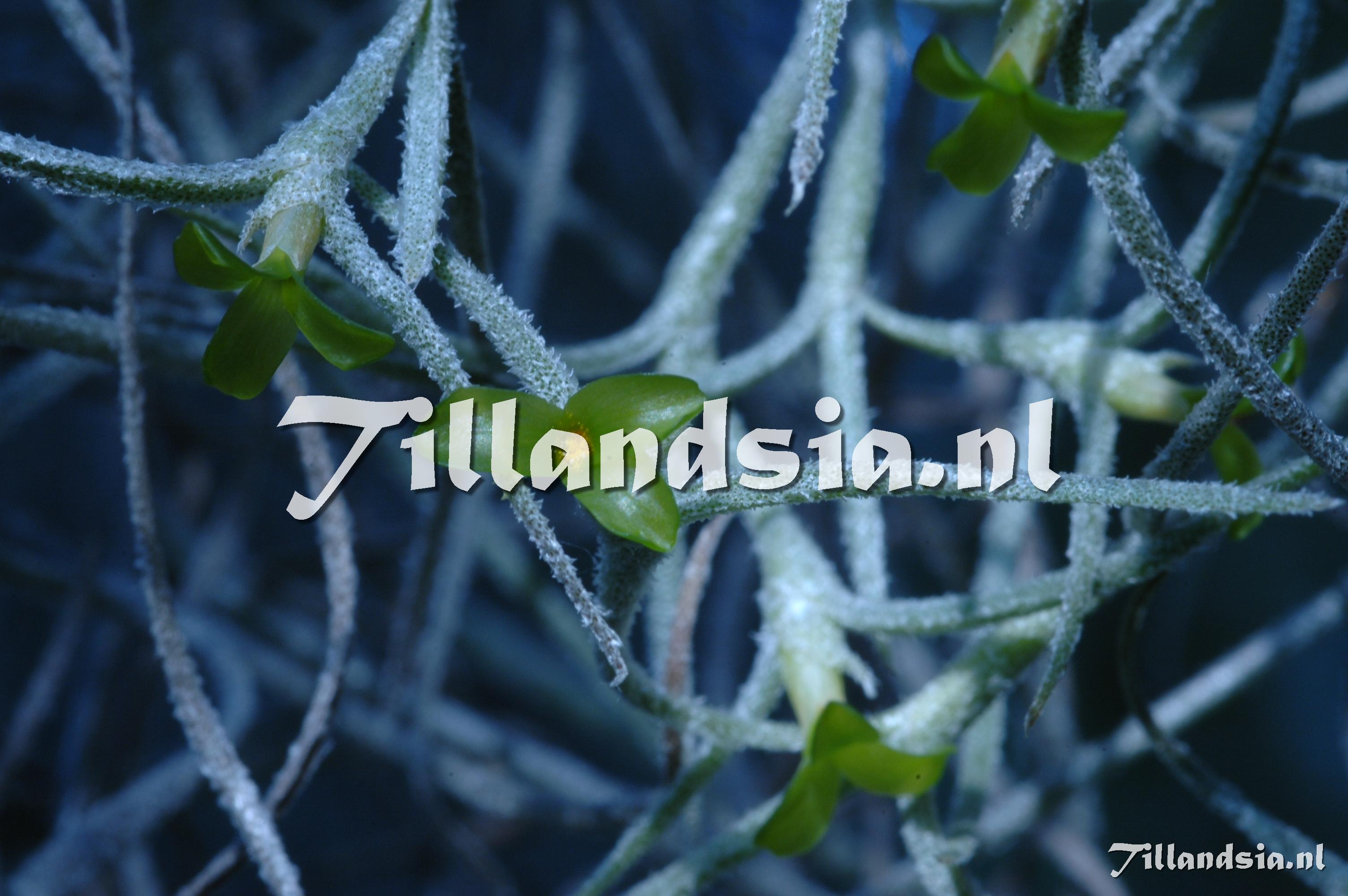 235 Tillandsia usneoides (full large cluster)