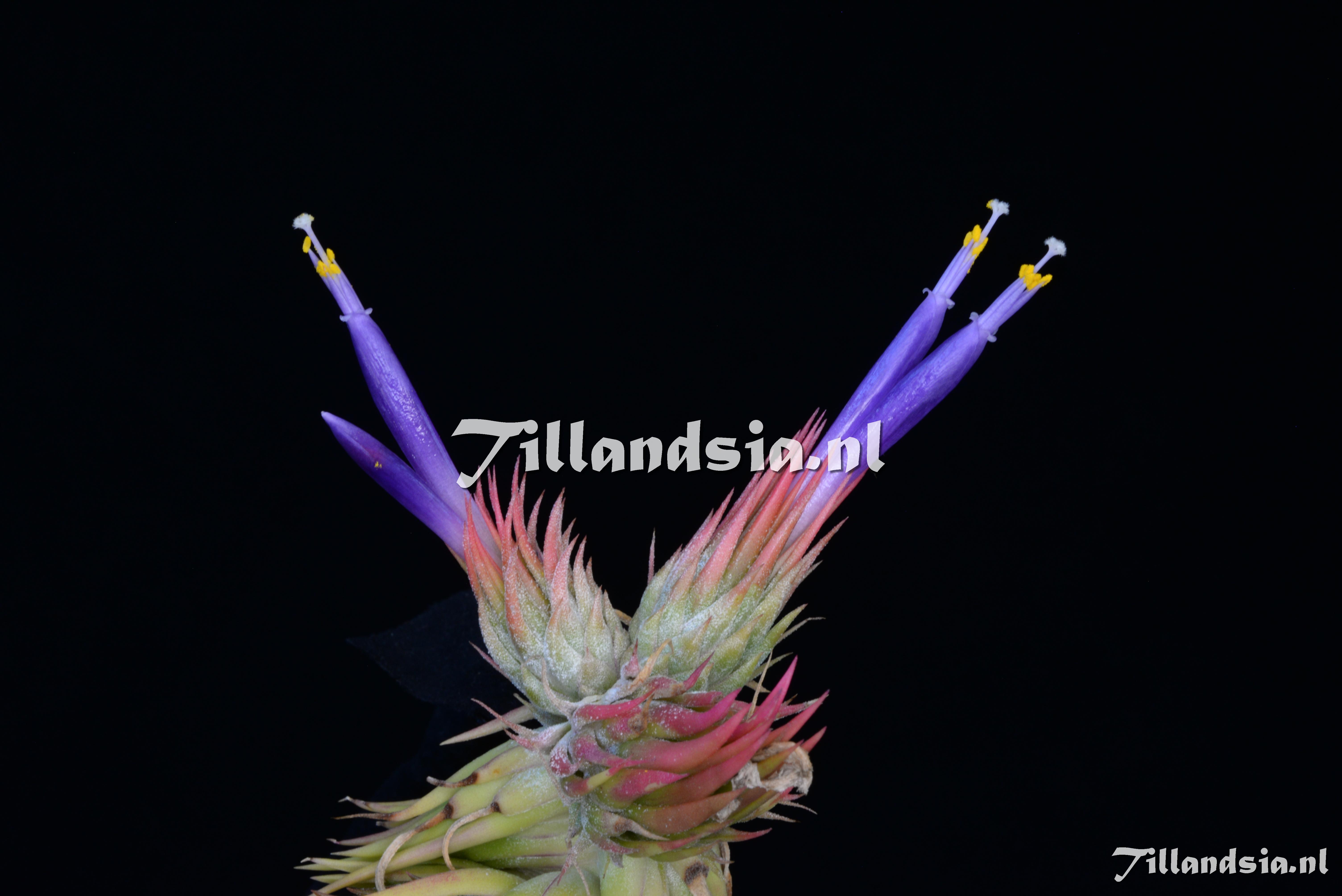 2378 Tillandsia ionantha