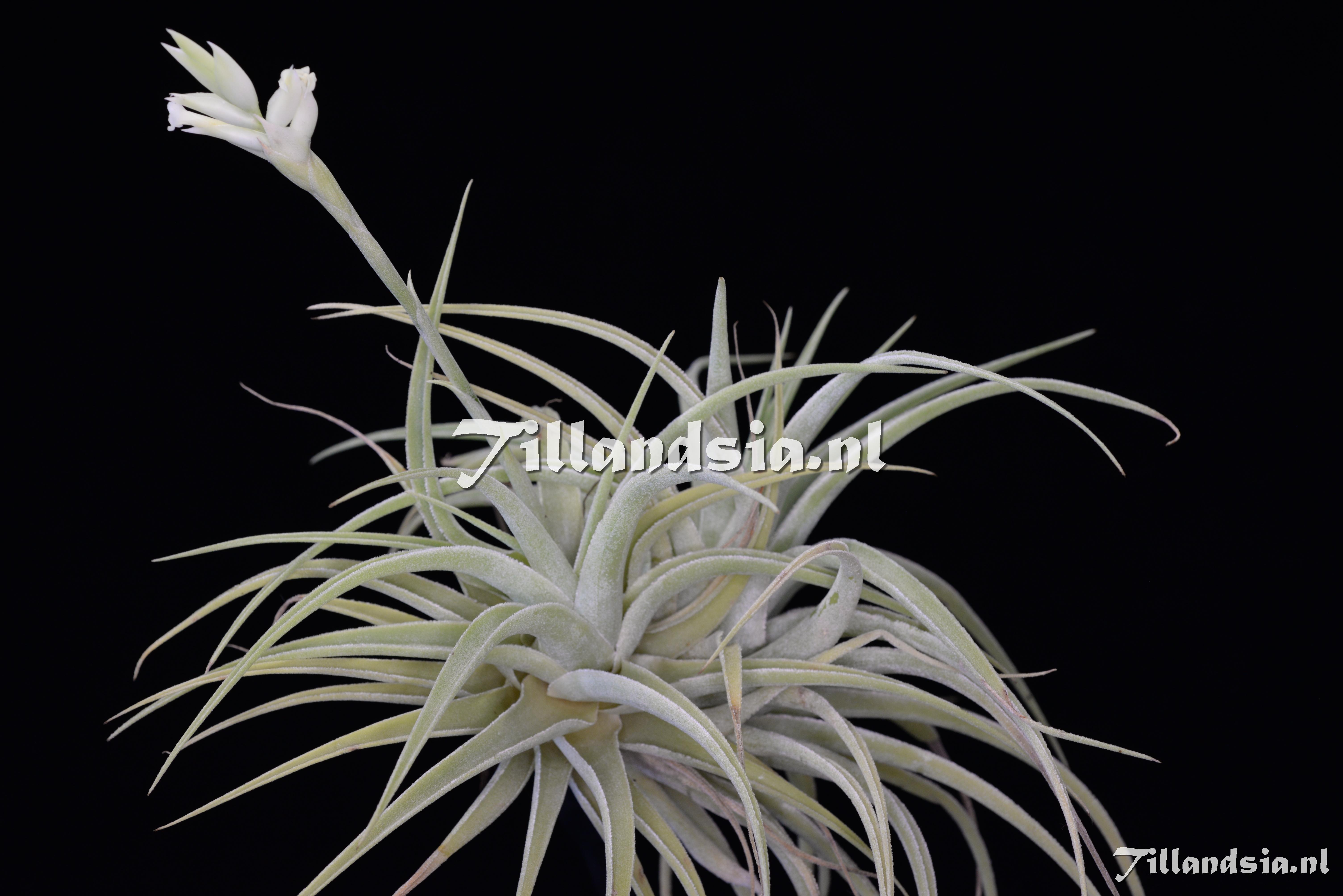 2395 Tillandsia cacticola alba