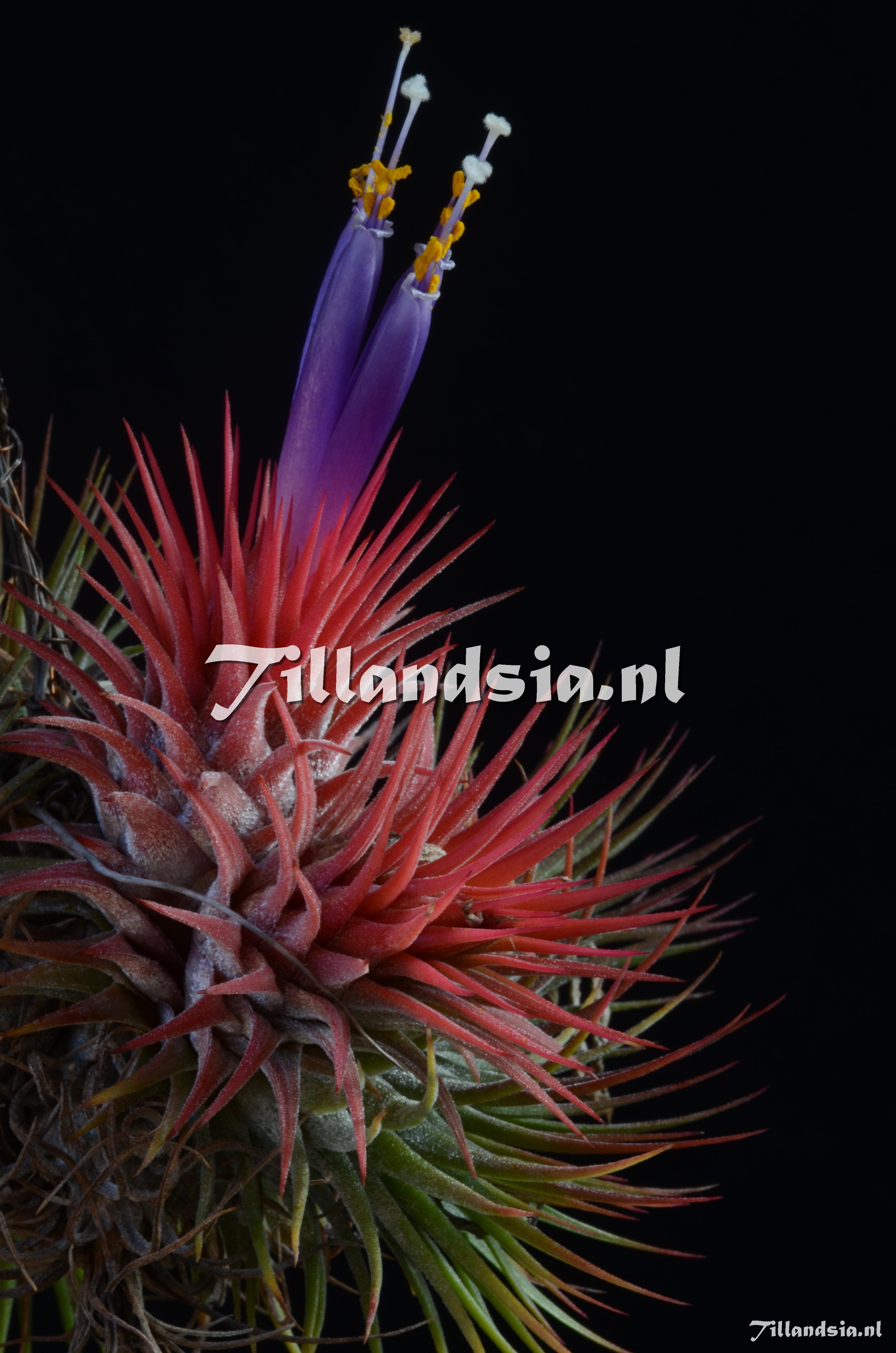 24 Tillandsia ionantha var. stricta