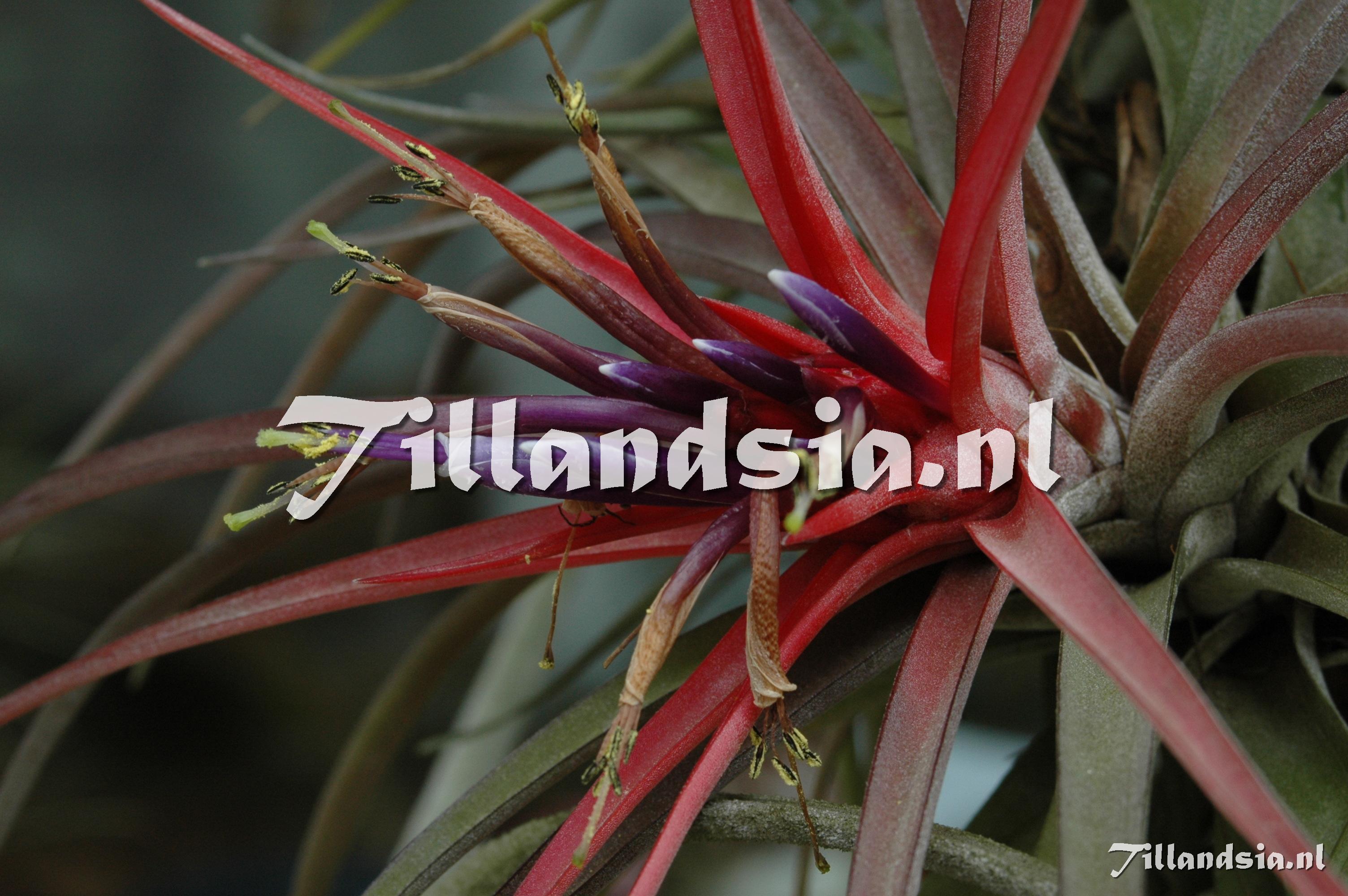 243 Tillandsia velutina