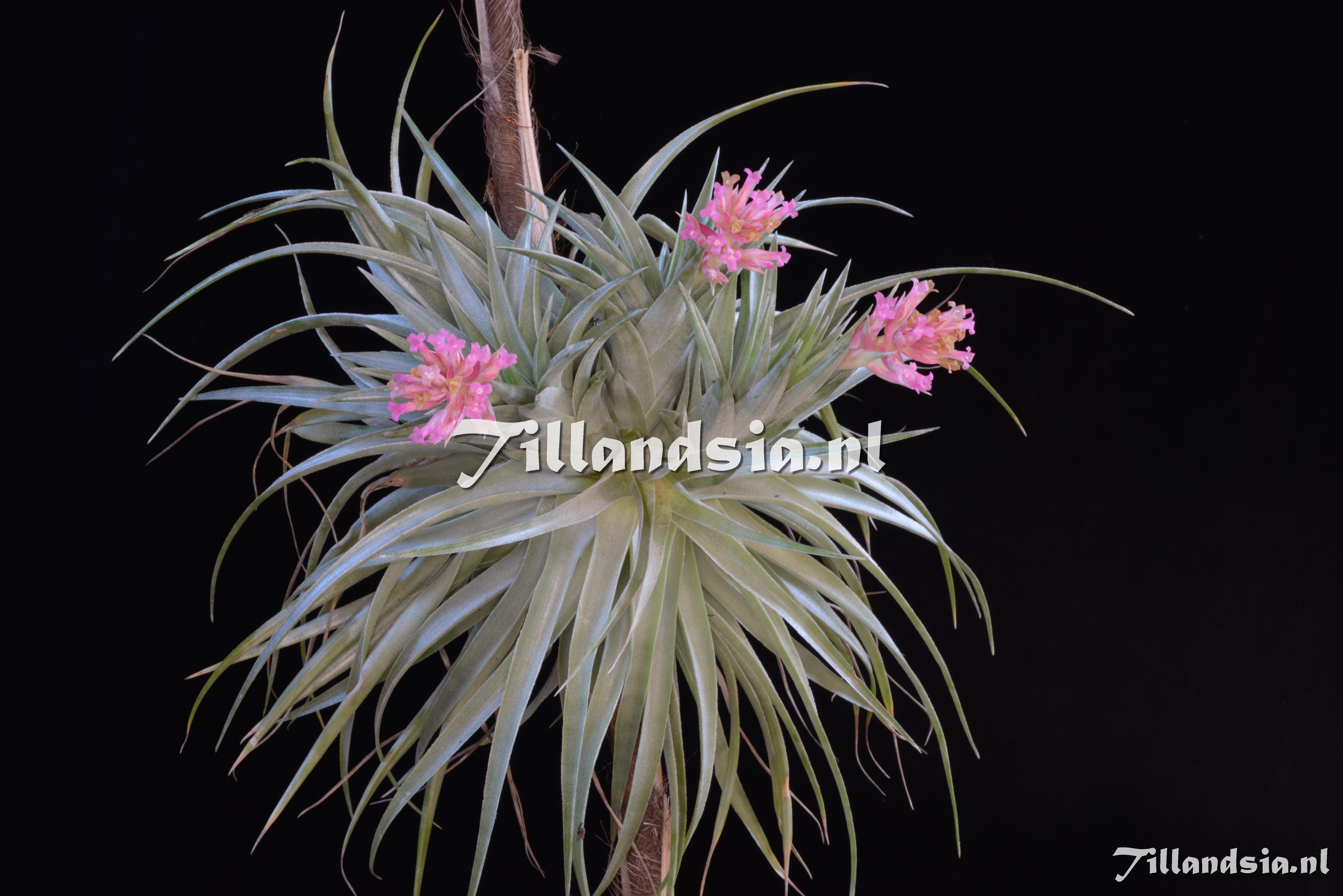 2481 Tillandsia geminiflora Giant