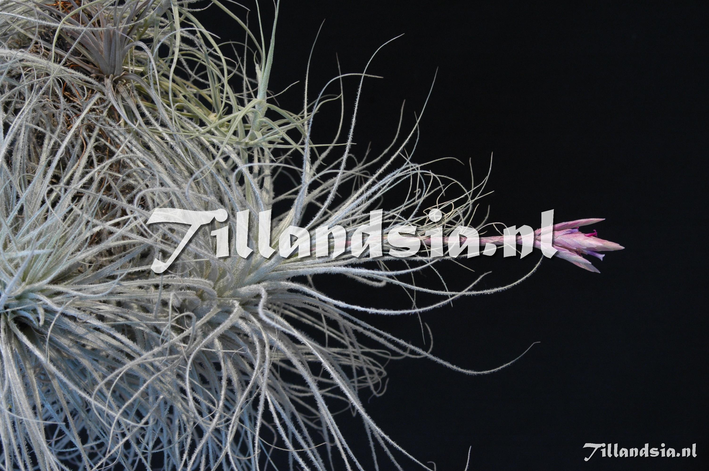 250 Tillandsia tectorum f. gigantea