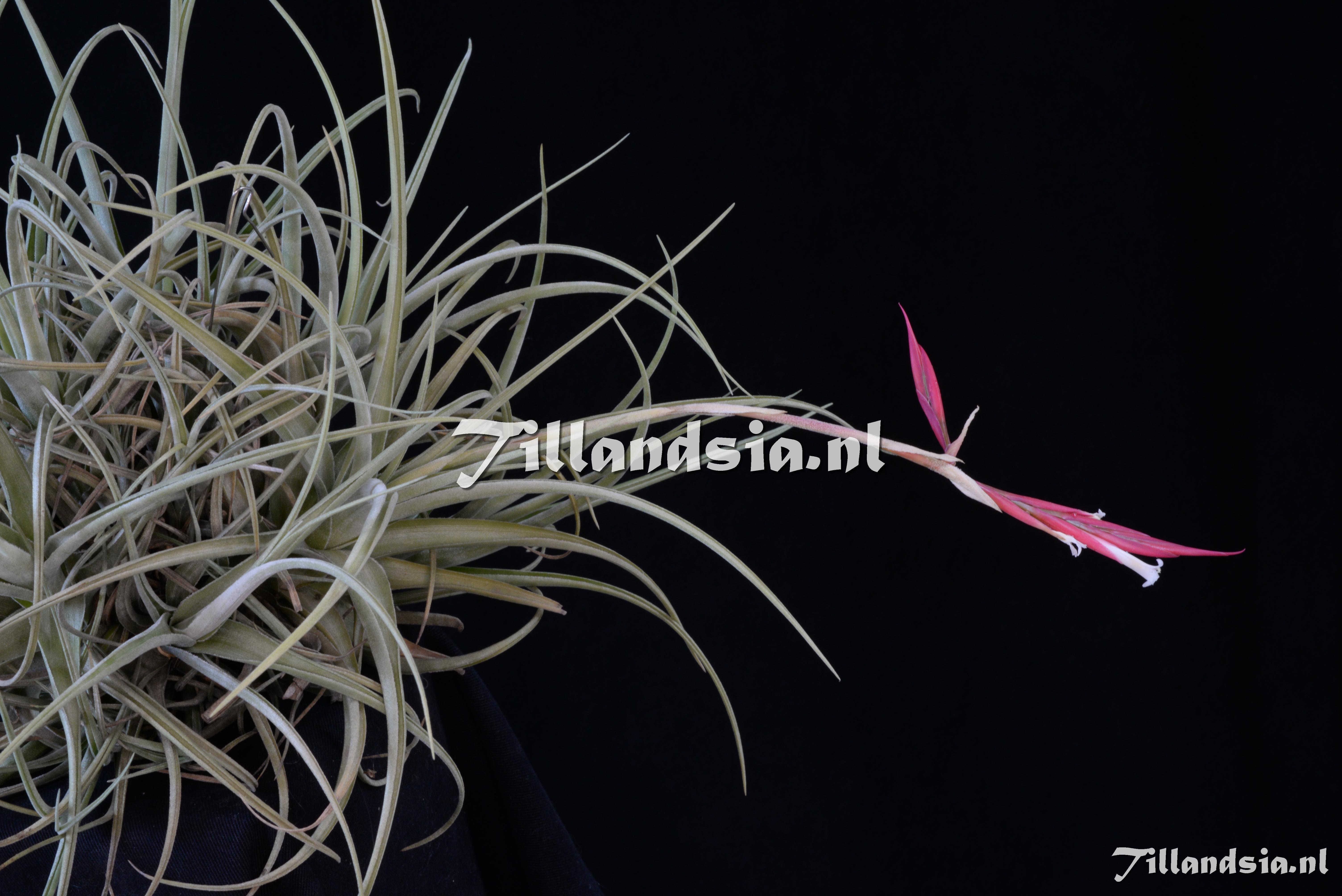 2508 Tillandsia lorentziana