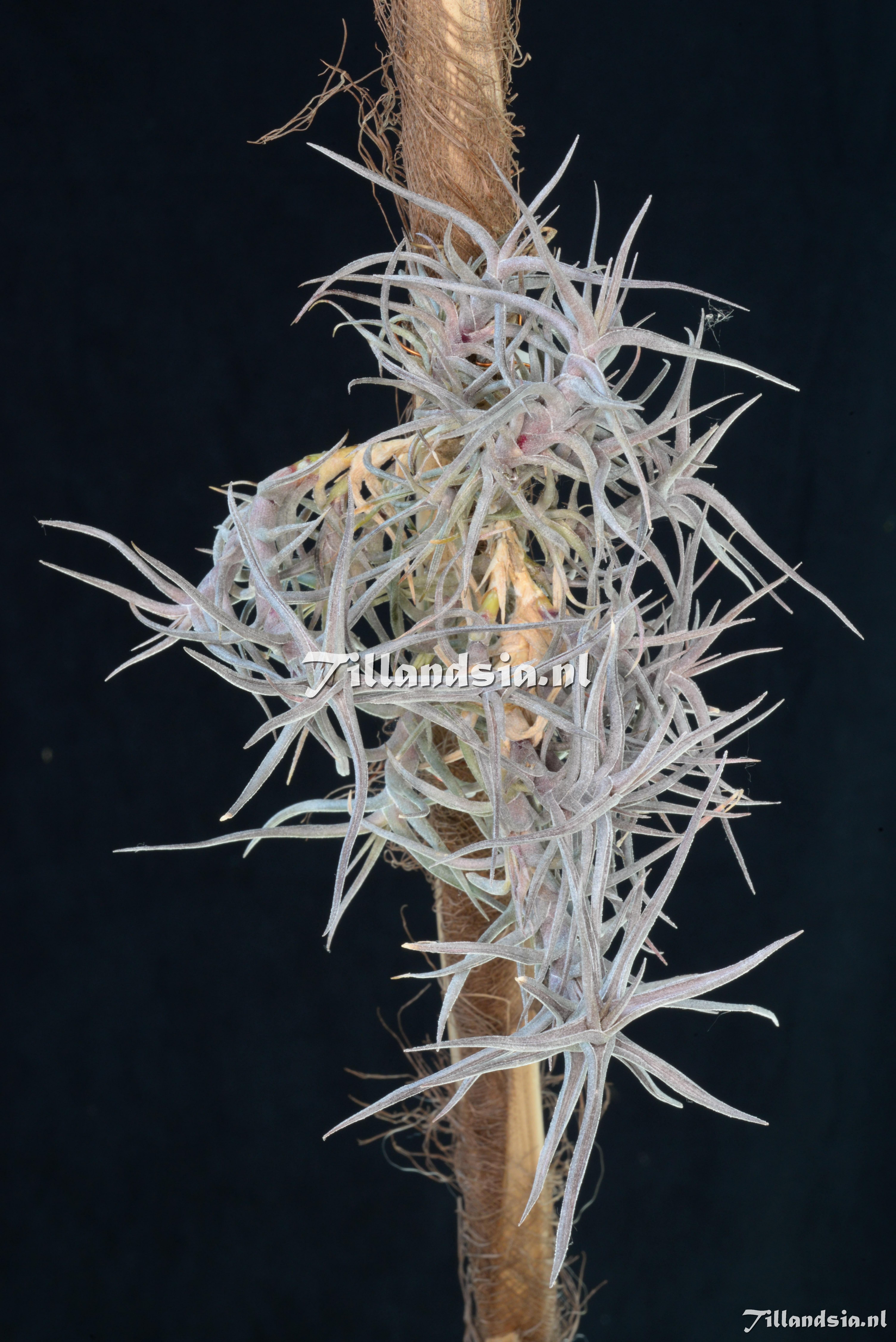 2519 Tillandsia diaguitensis Small/Succulent form