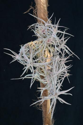 2519 Tillandsia diaguitensis Small/Succulent form