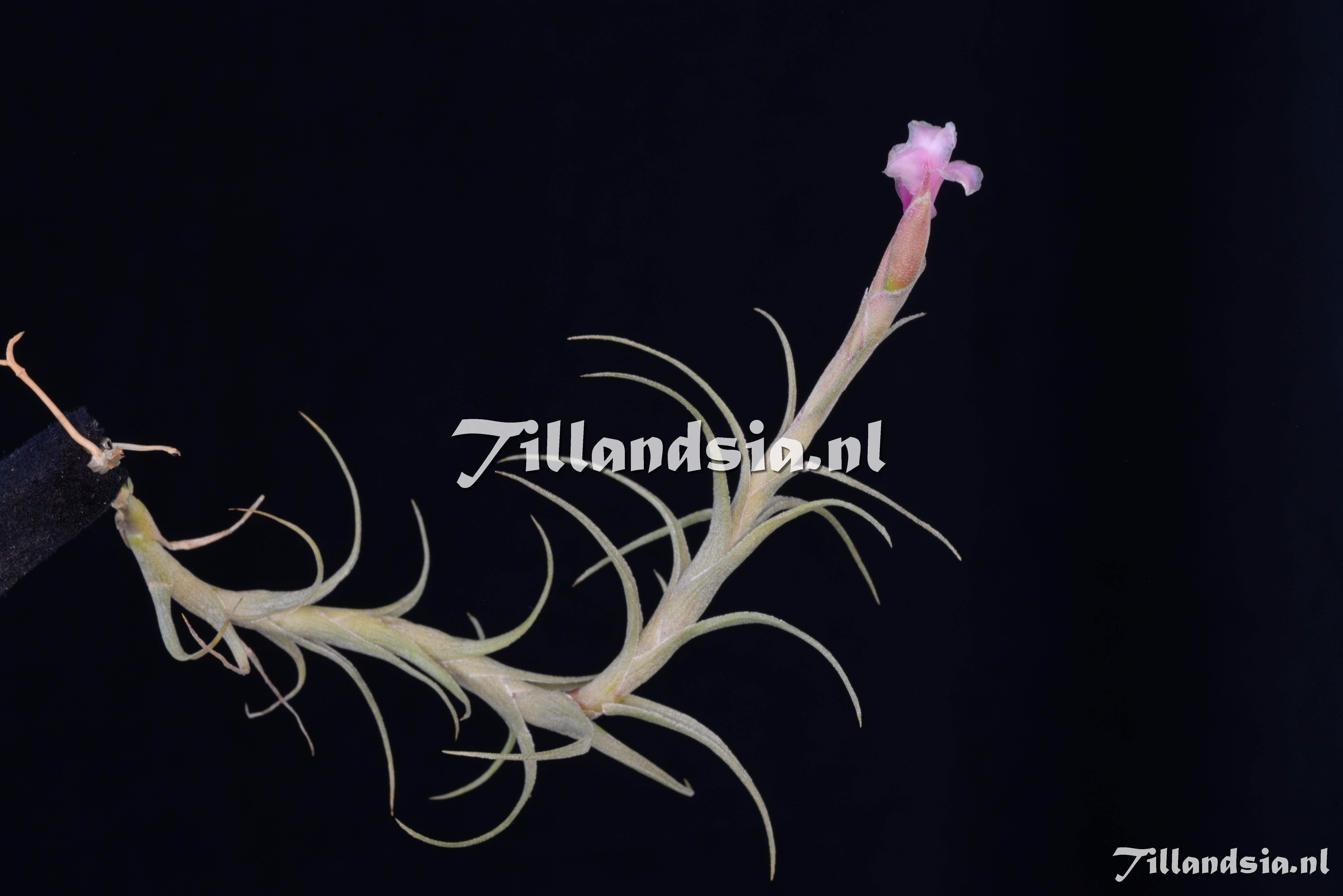 2524 Tillandsia cf. macbrideana var. atroviolacea