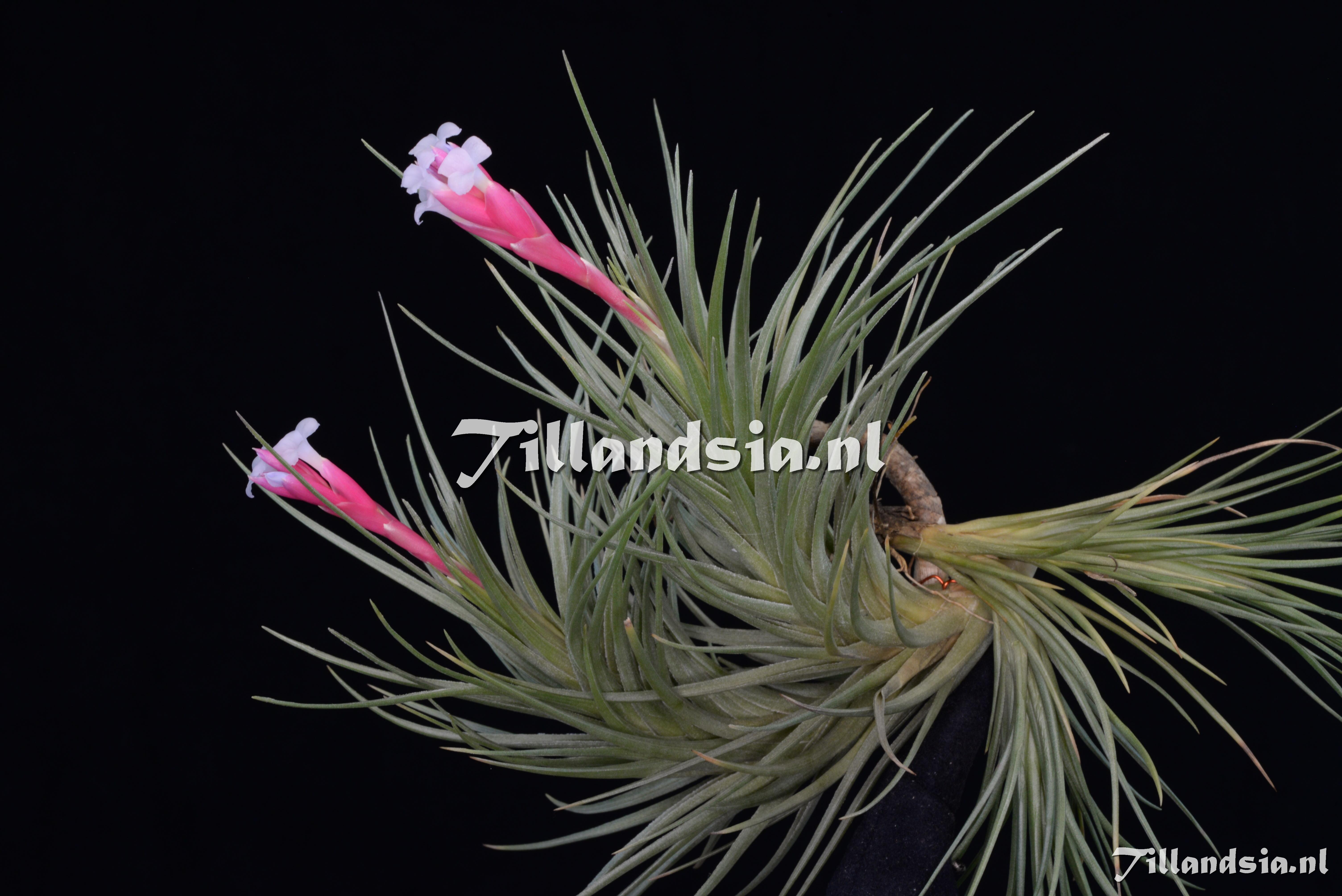 2616 Tillandsia tenuifolia