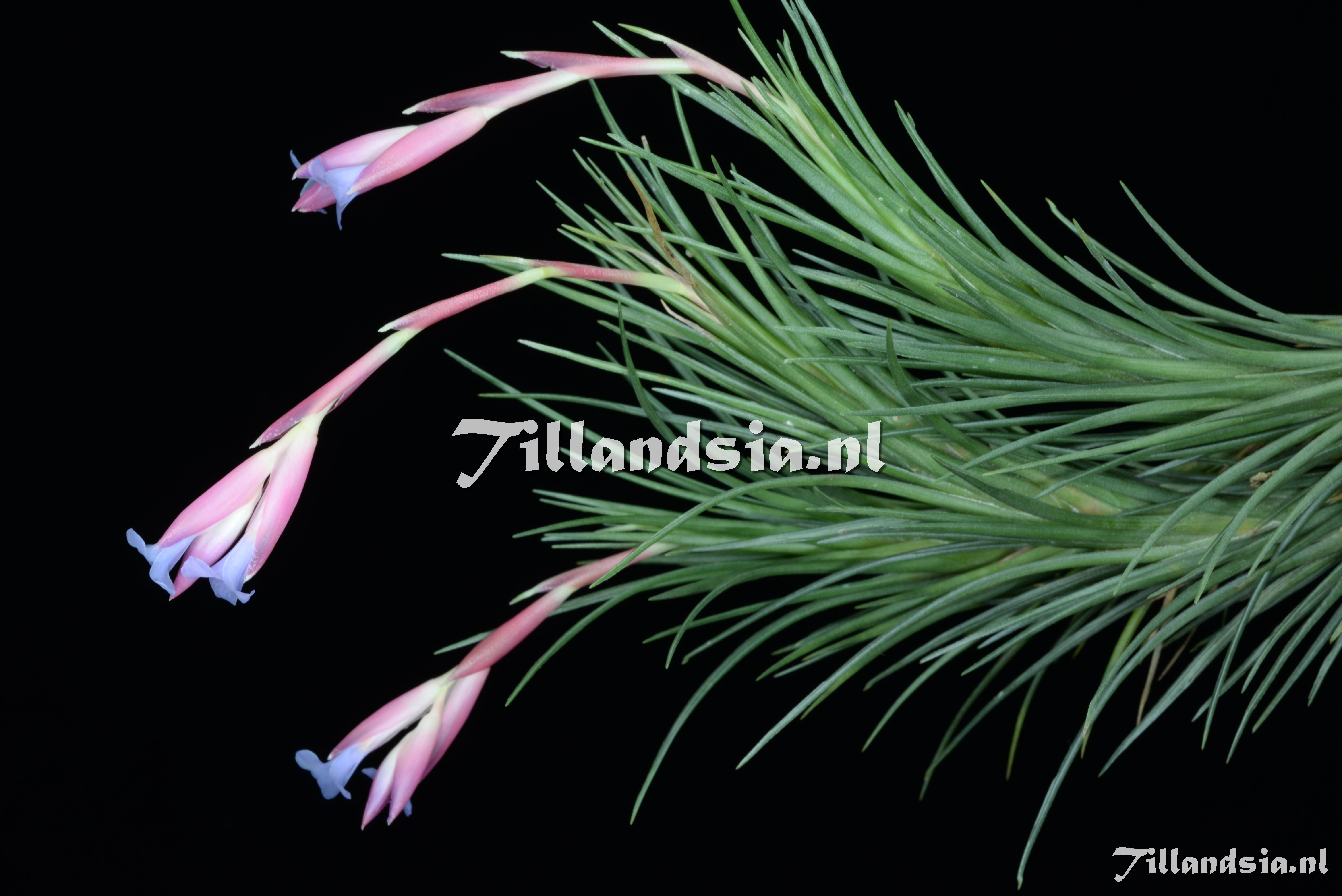 2620 Tillandsia tenuifolia